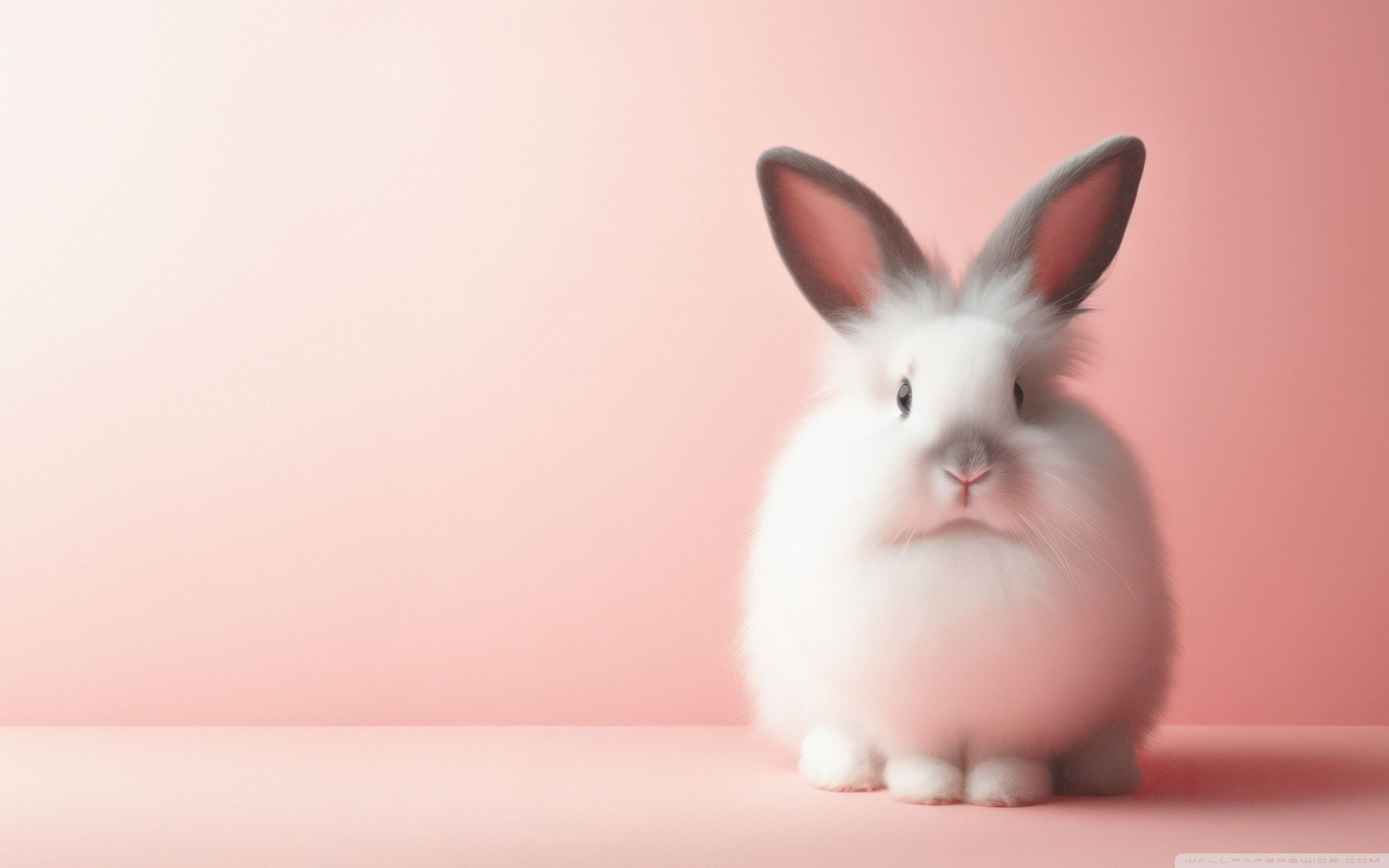 Aesthetic Cute Bunny Ultra HD Wallpaper