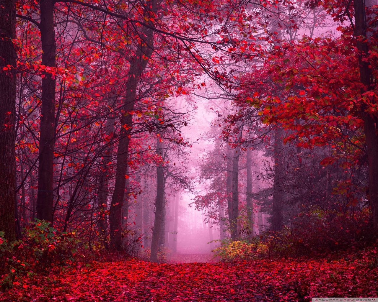 Red Fall Aesthetic Ultra HD Wallpaper