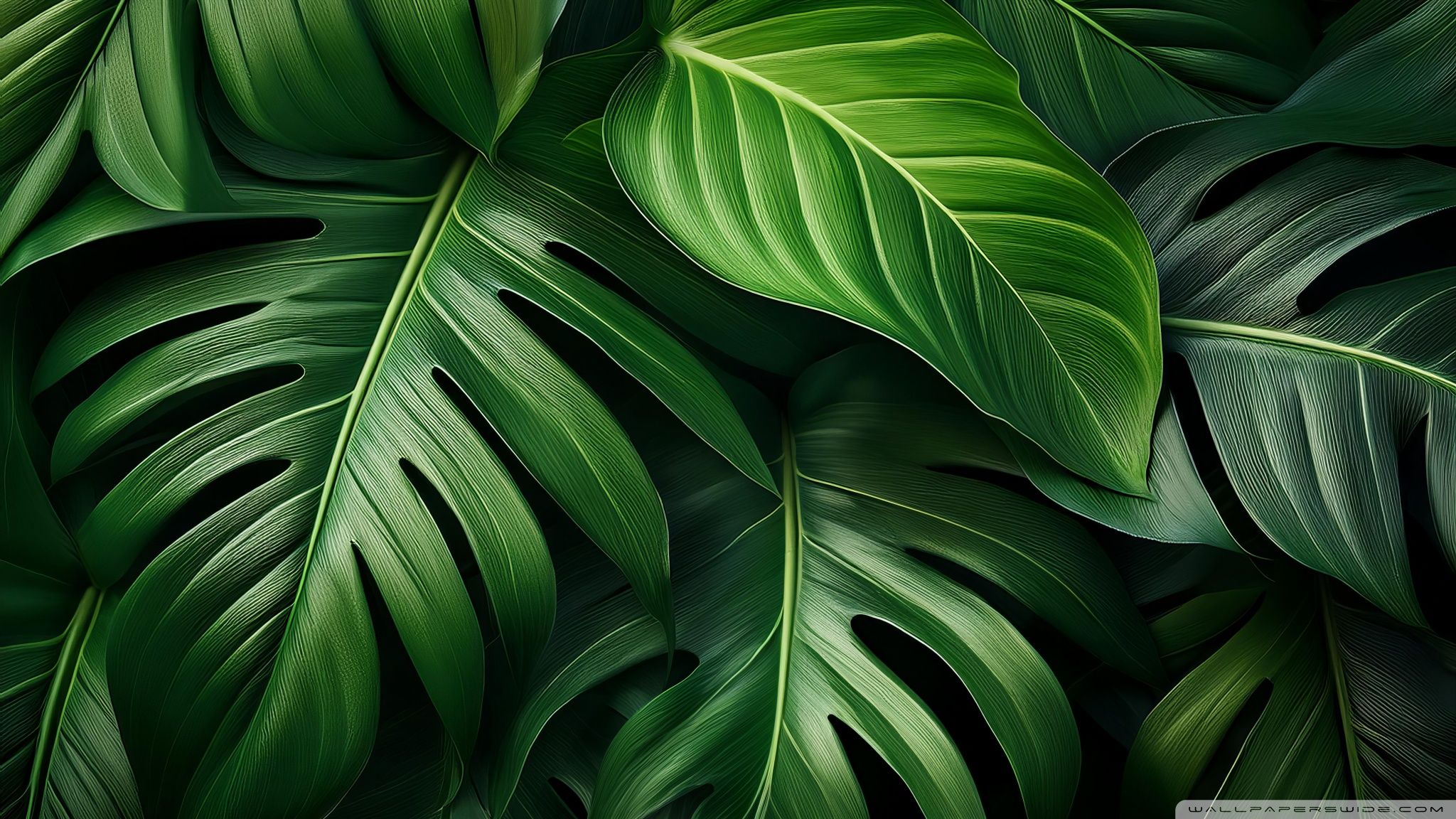 Tropical Leaves Aesthetic Ultra HD