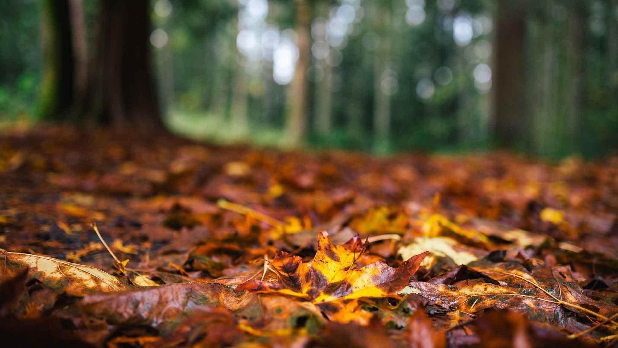 Aesthetic Fall Wallpaper 2048x1152