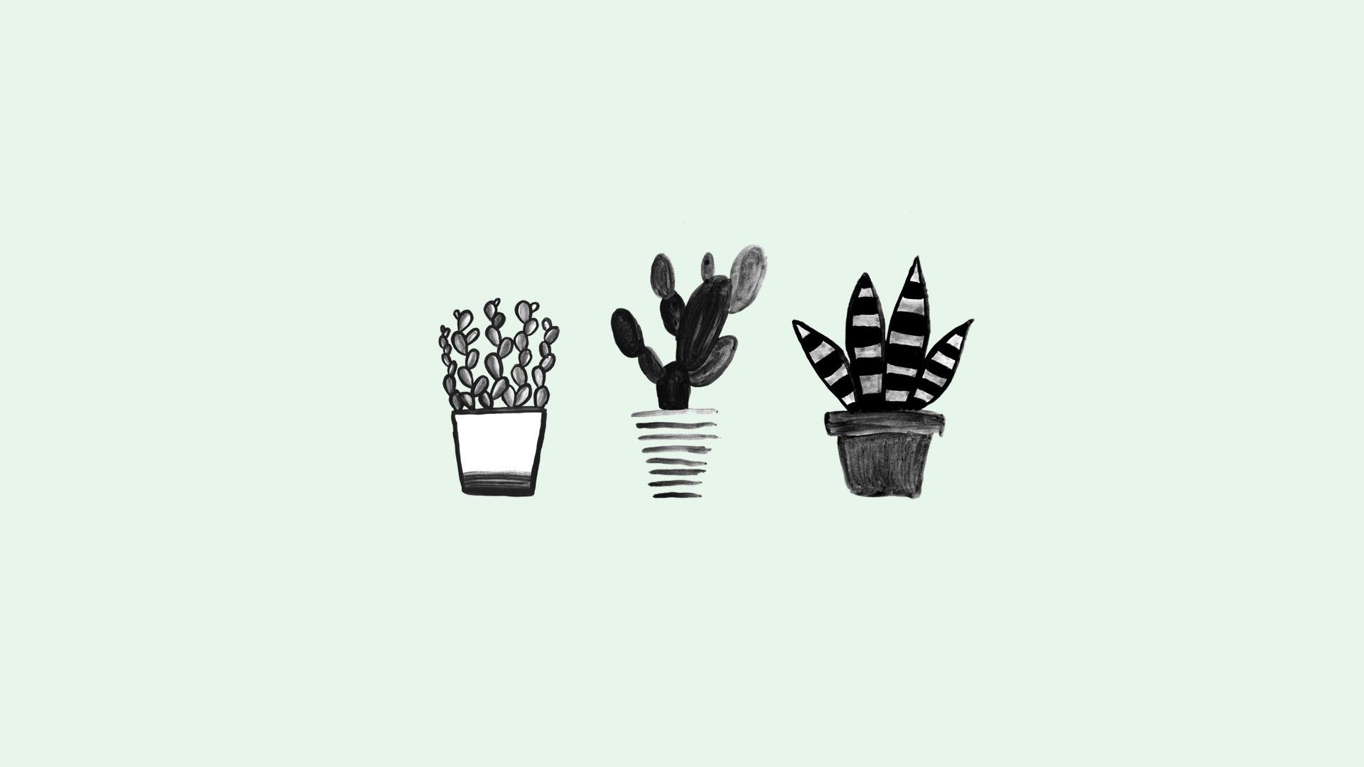 Three cacti in a row - Cactus