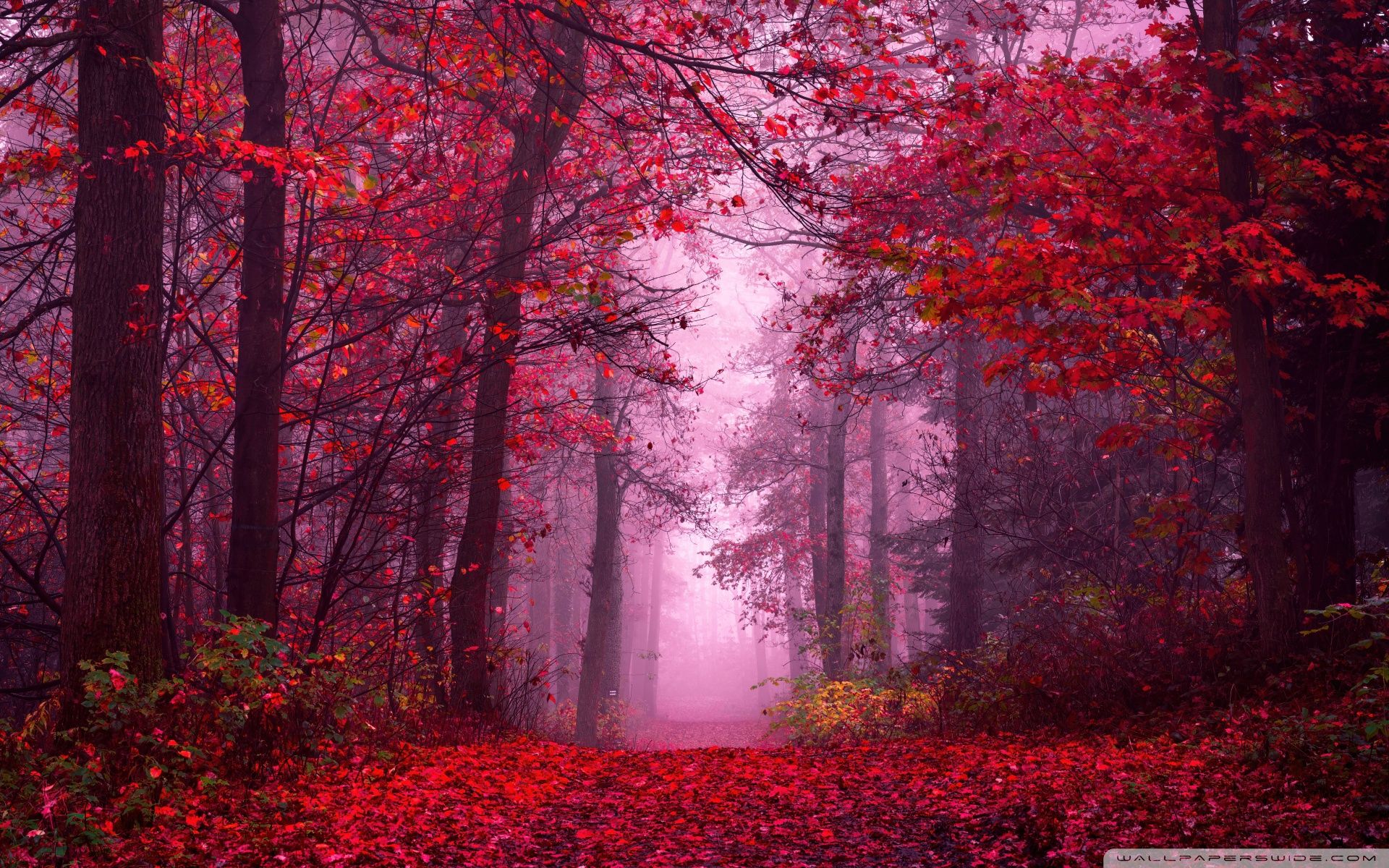 Red Fall Aesthetic Ultra HD Wallpaper