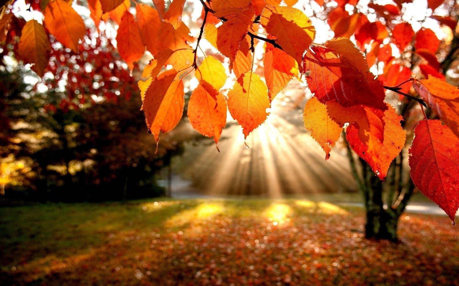 Autumn Aesthetic Wallpaper 1920x1200