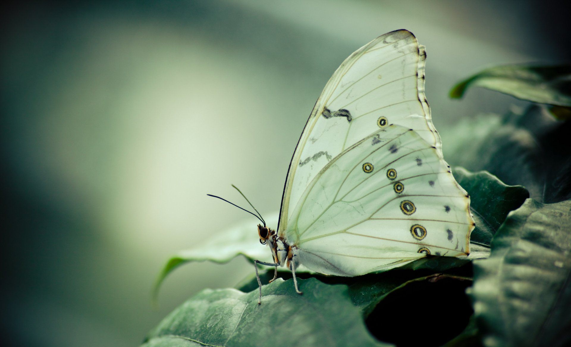 Stunning Macro Butterfly