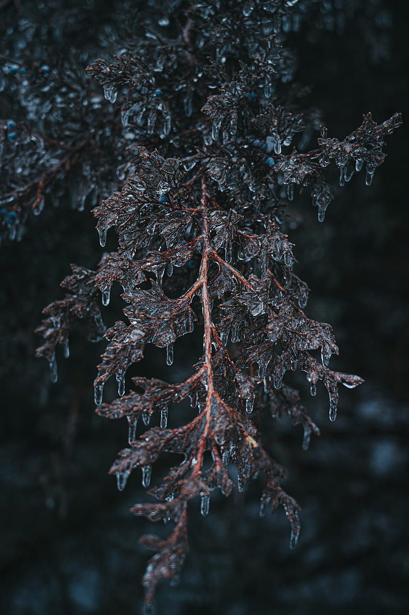 Branch, ice, macro, frost, plant, HD