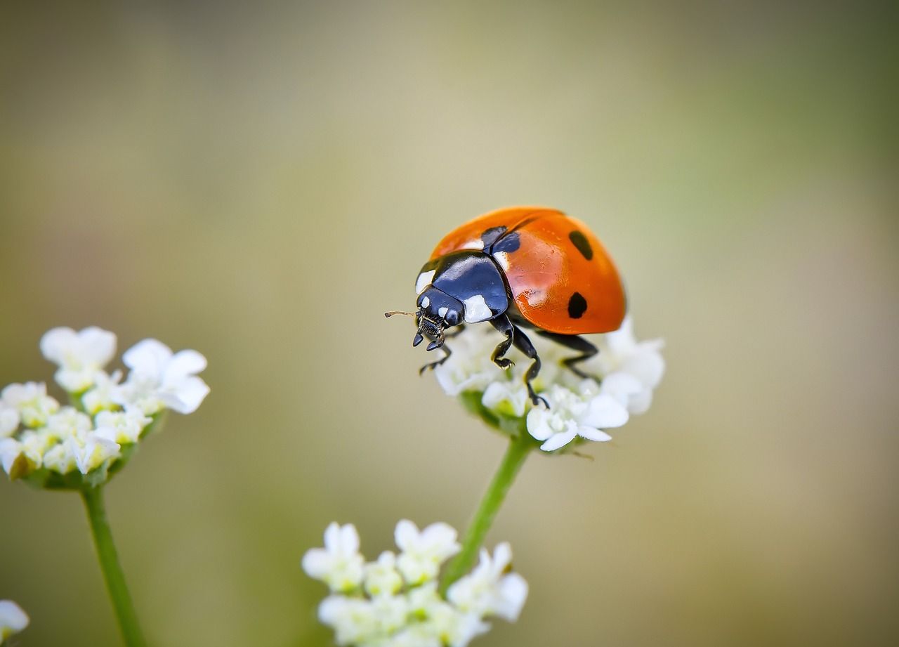 Macro Wallpaper Ladybug