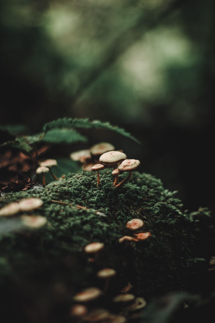 Forest, Moss, Mushrooms, Close Up