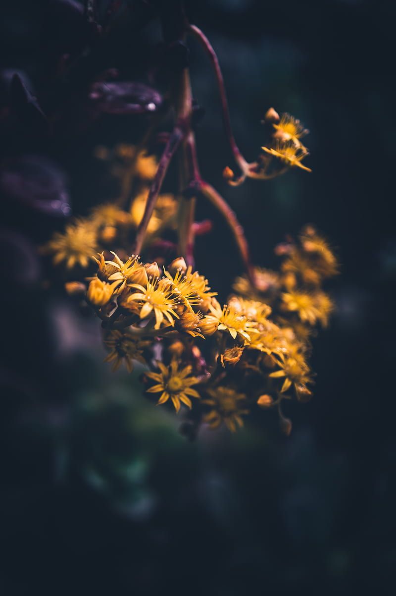 Flowers, yellow, bloom, macro, blur, HD