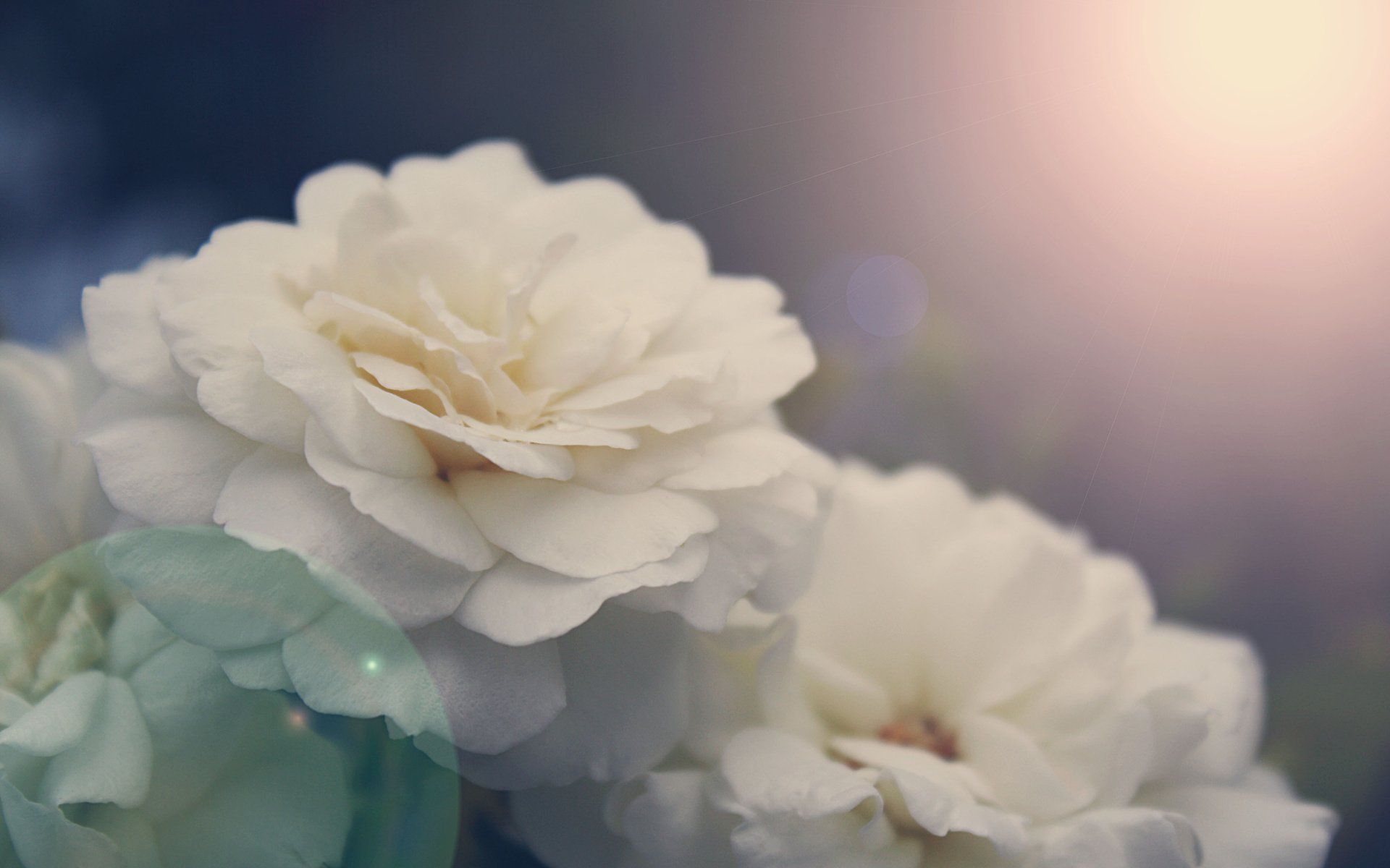 Rose Pastel Macro Nature Flower