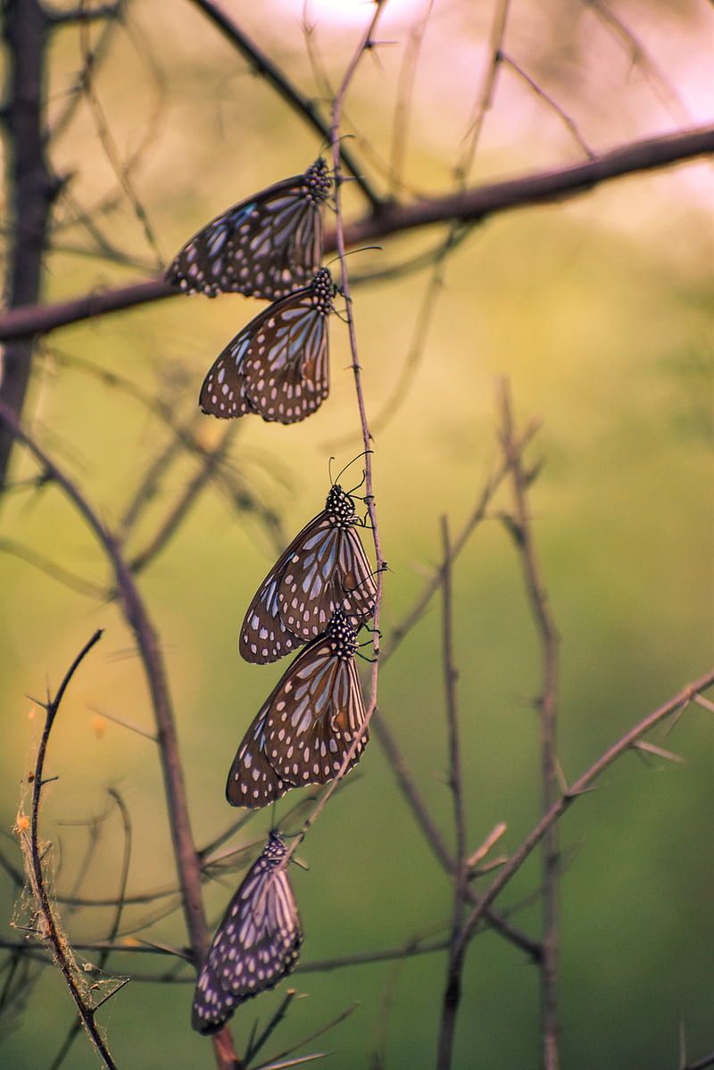 Butterflies, branch, macro, HD phone