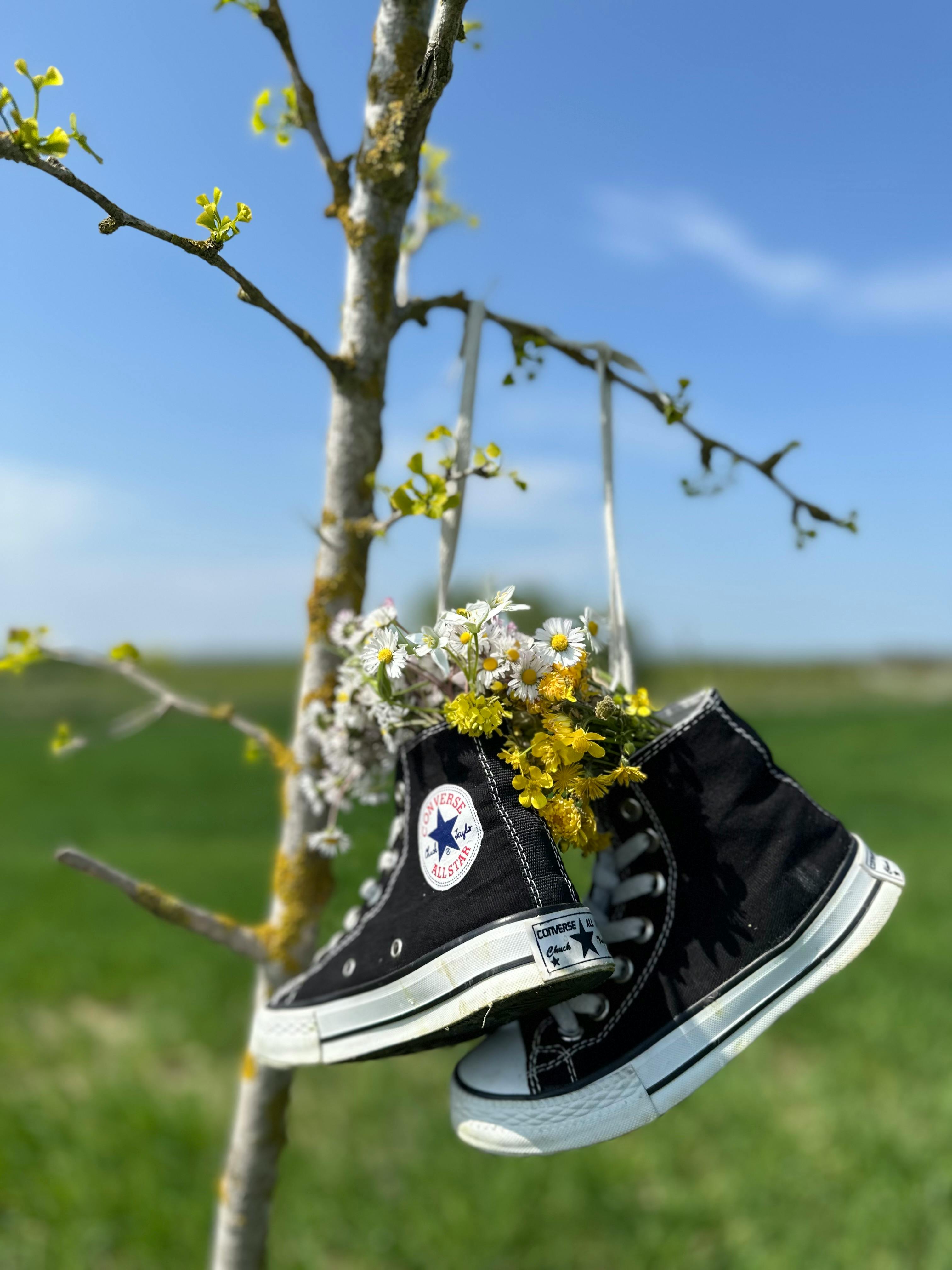 Chuck Taylor & HD Image