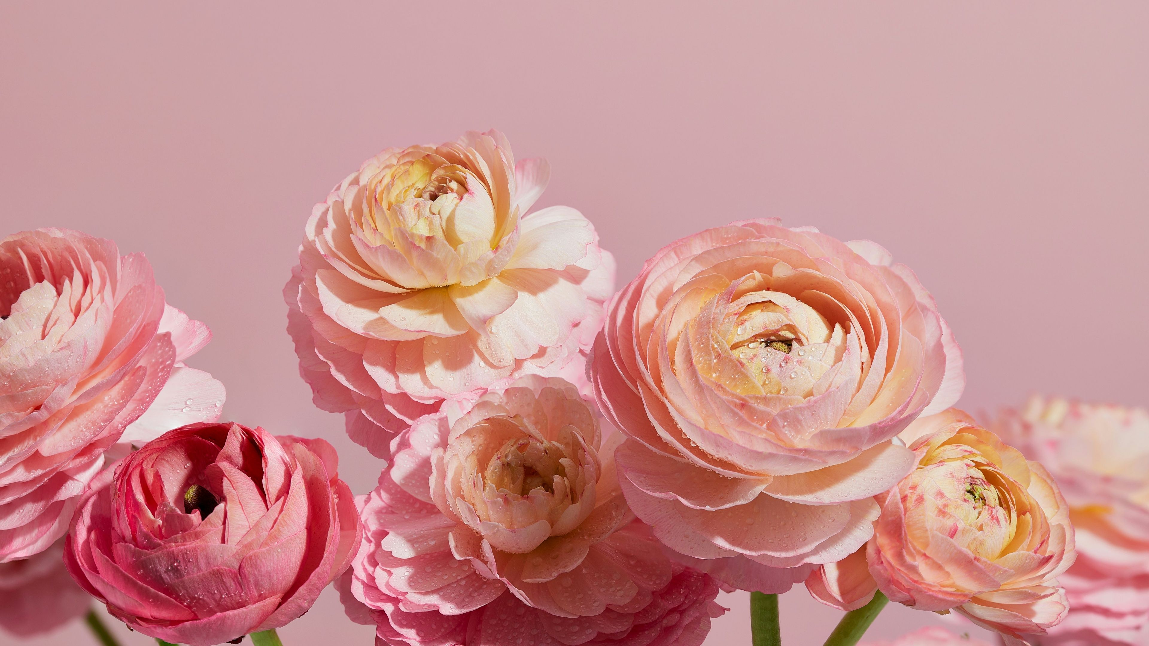 Ranunculus flowers Wallpaper 4K, Pink