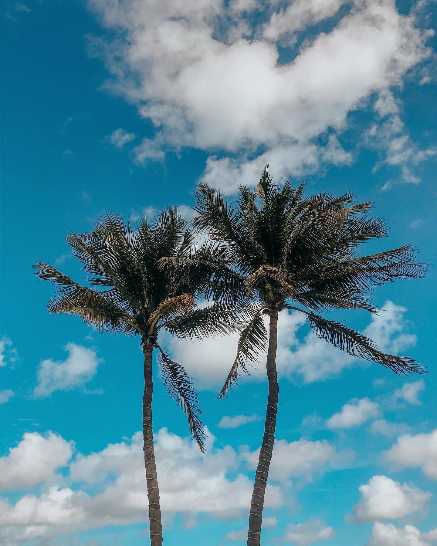 beach palm trees. Palm tree picture, Sky aesthetic, Florida palm trees