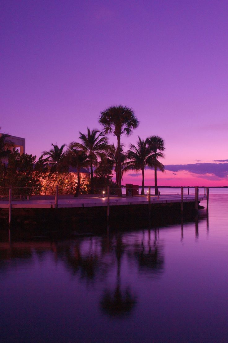 A serene sunset over the water with palm trees in the foreground - Florida