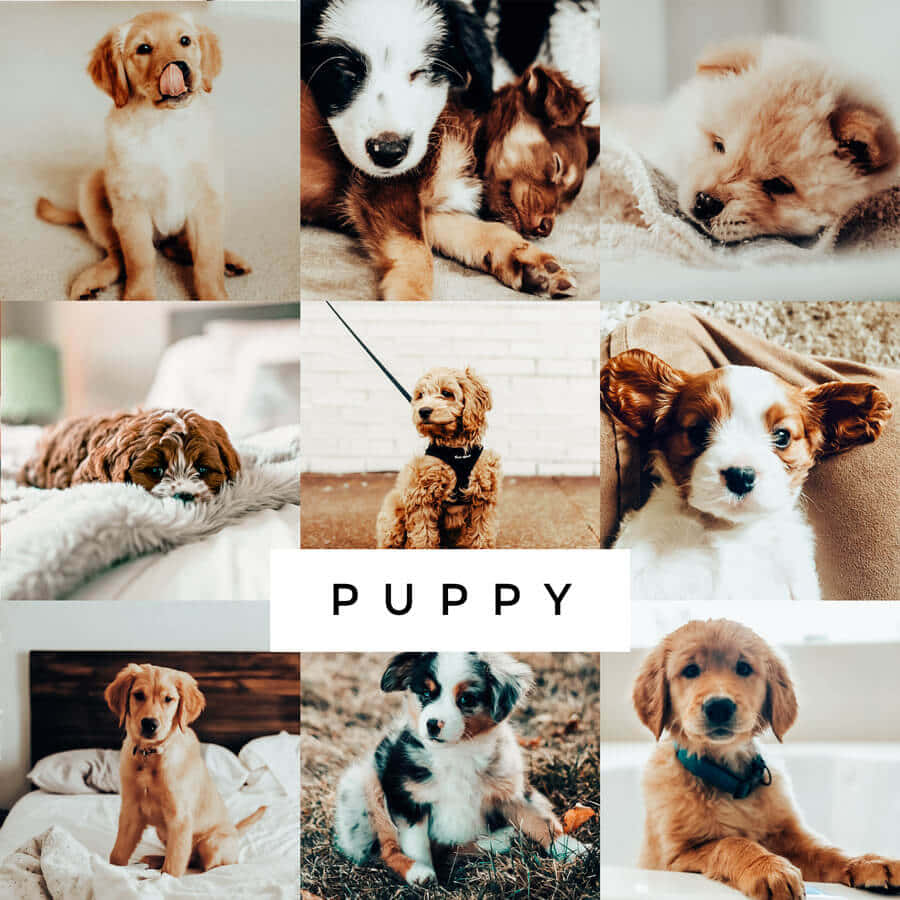 Puppy Aesthetic Wallpaper