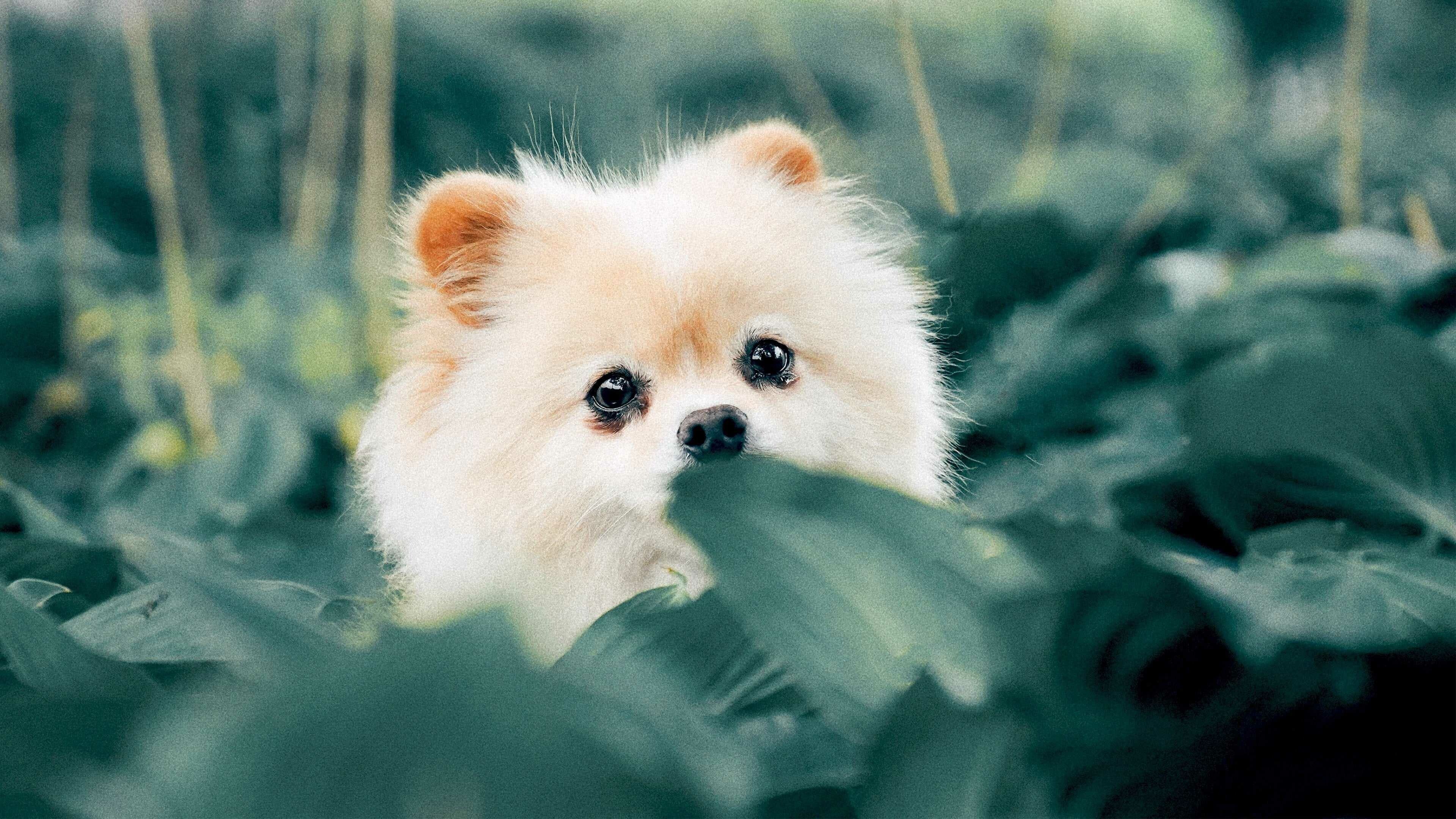 Puppy Wallpaper