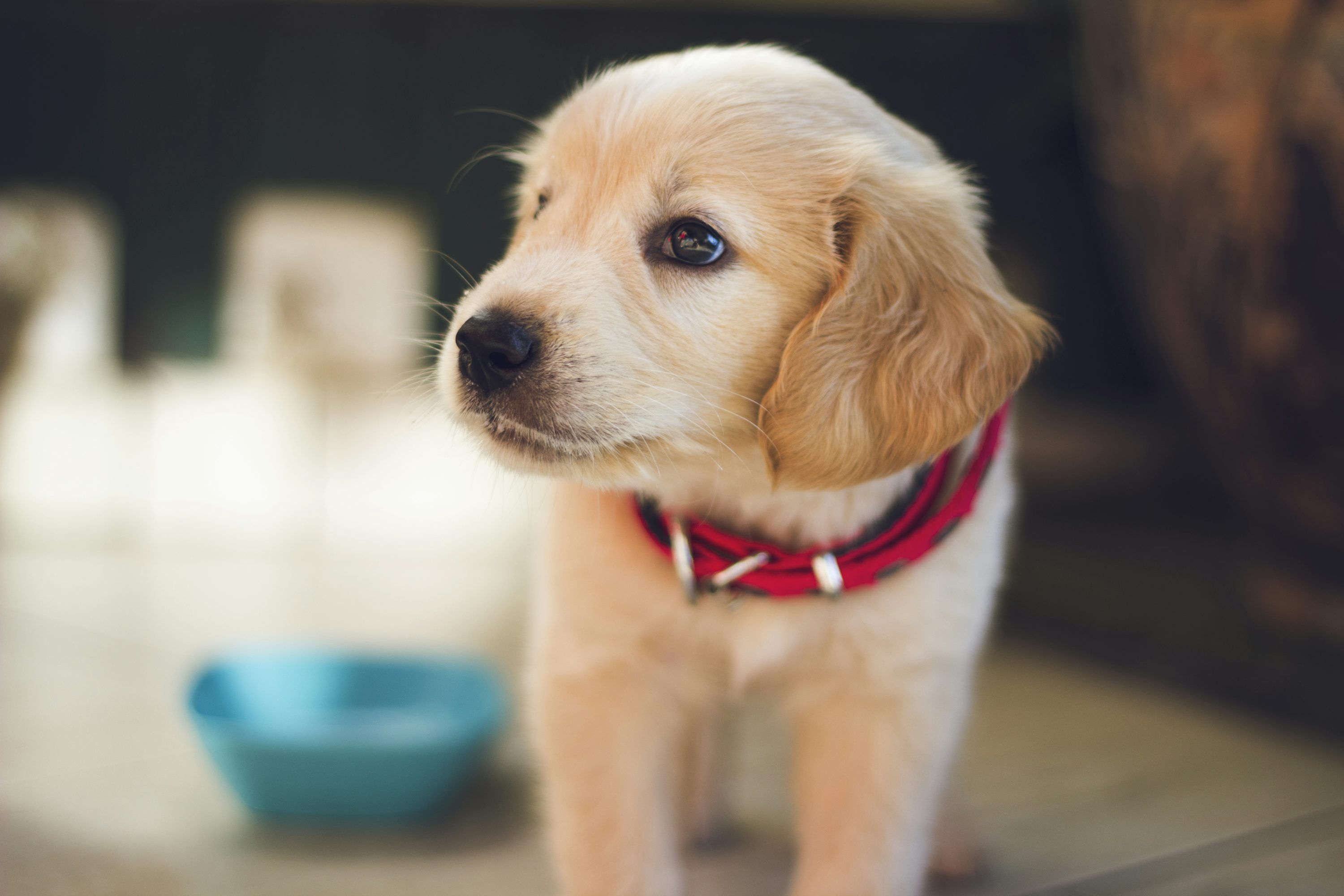 Puppy Wallpaper: Free HD Download