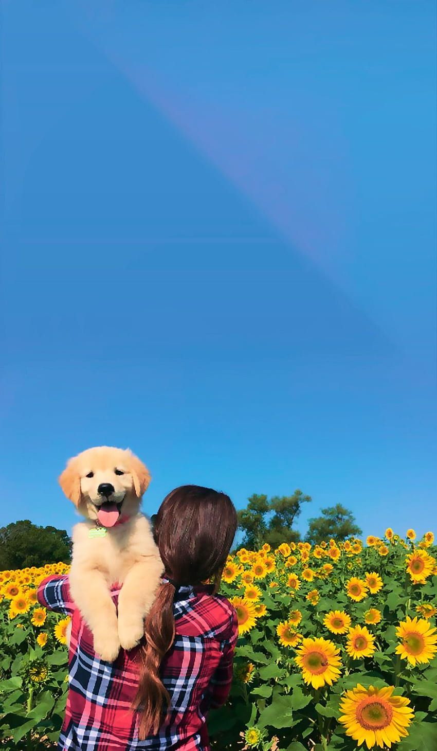 Dog Aesthetic Sunflower HD phone