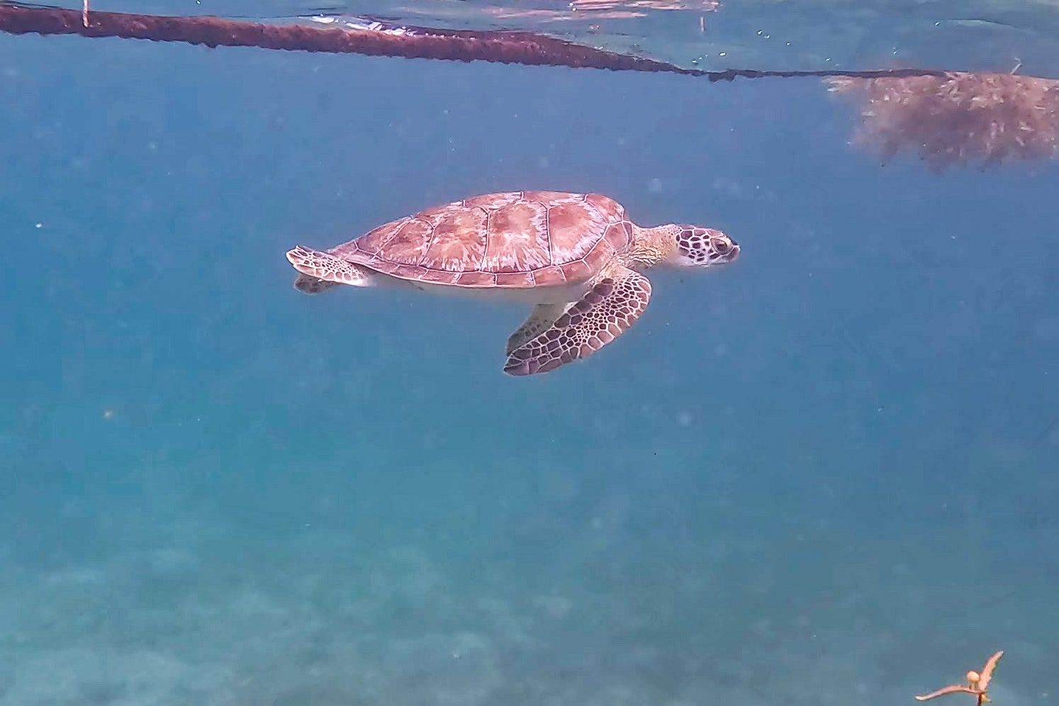 sea turtles in Akumal, Mexico