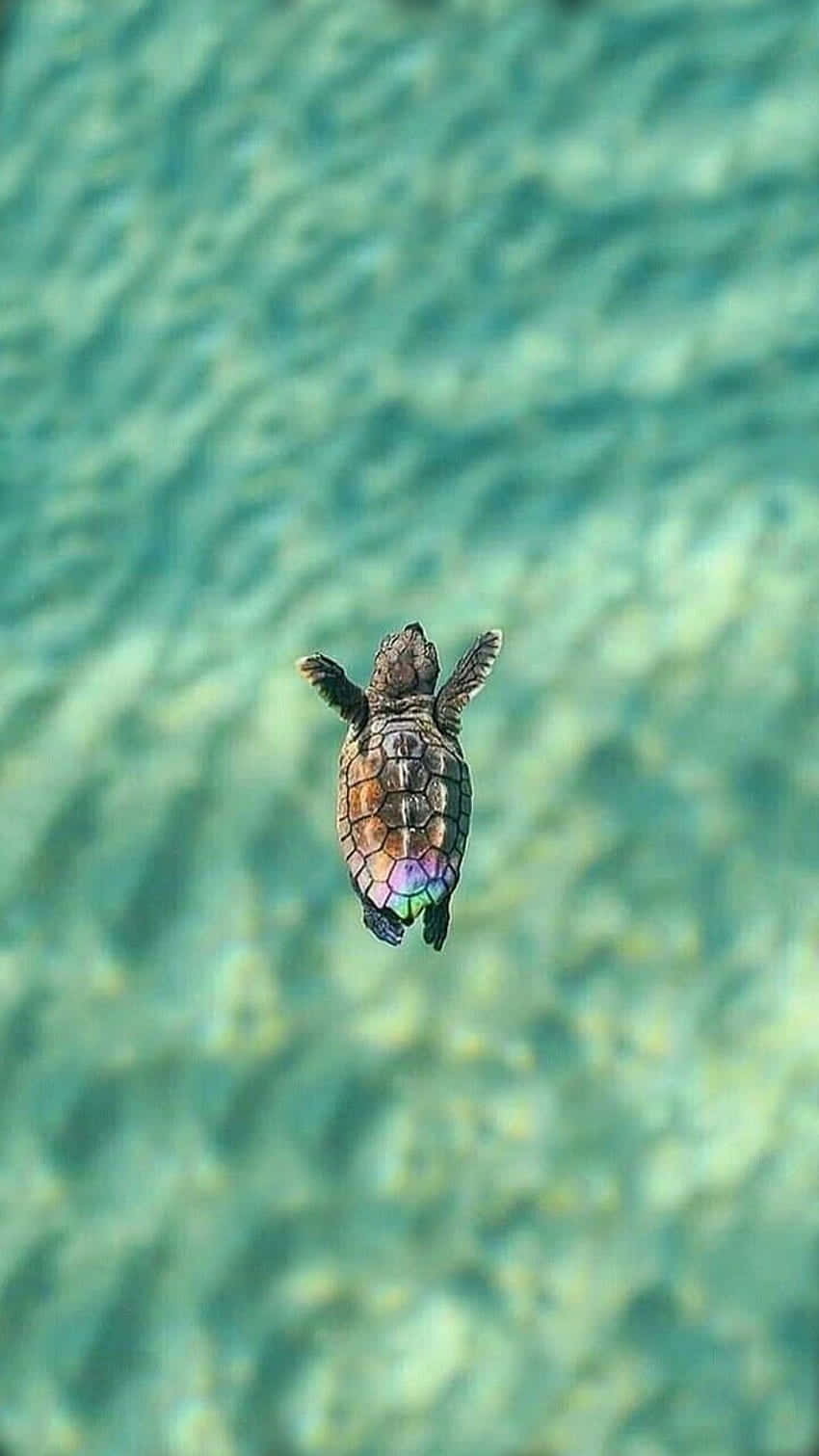 Majestic Sea Turtle Swimming Underwater