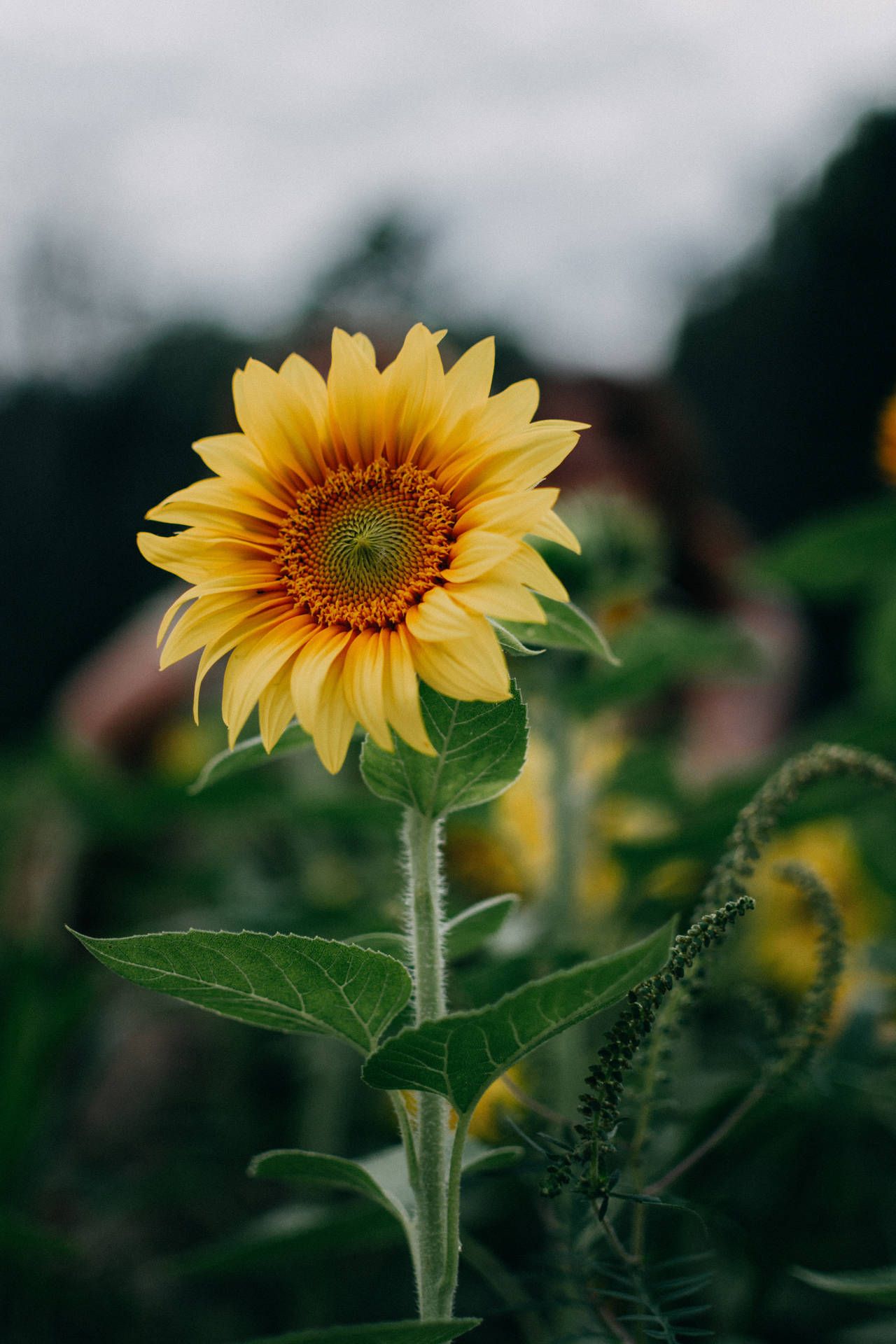 Aesthetic Light Yellow Sunflower