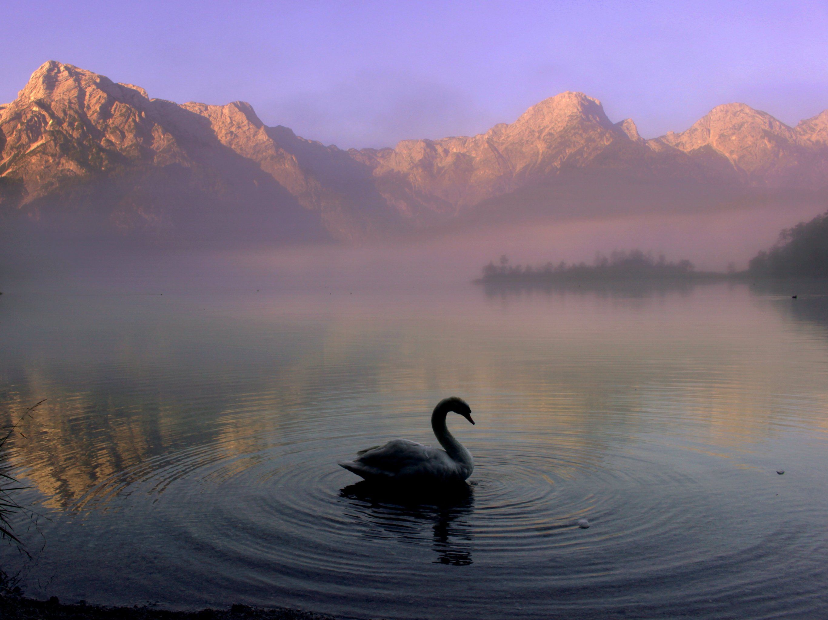 Swan in Mountain Lake Wallpaper