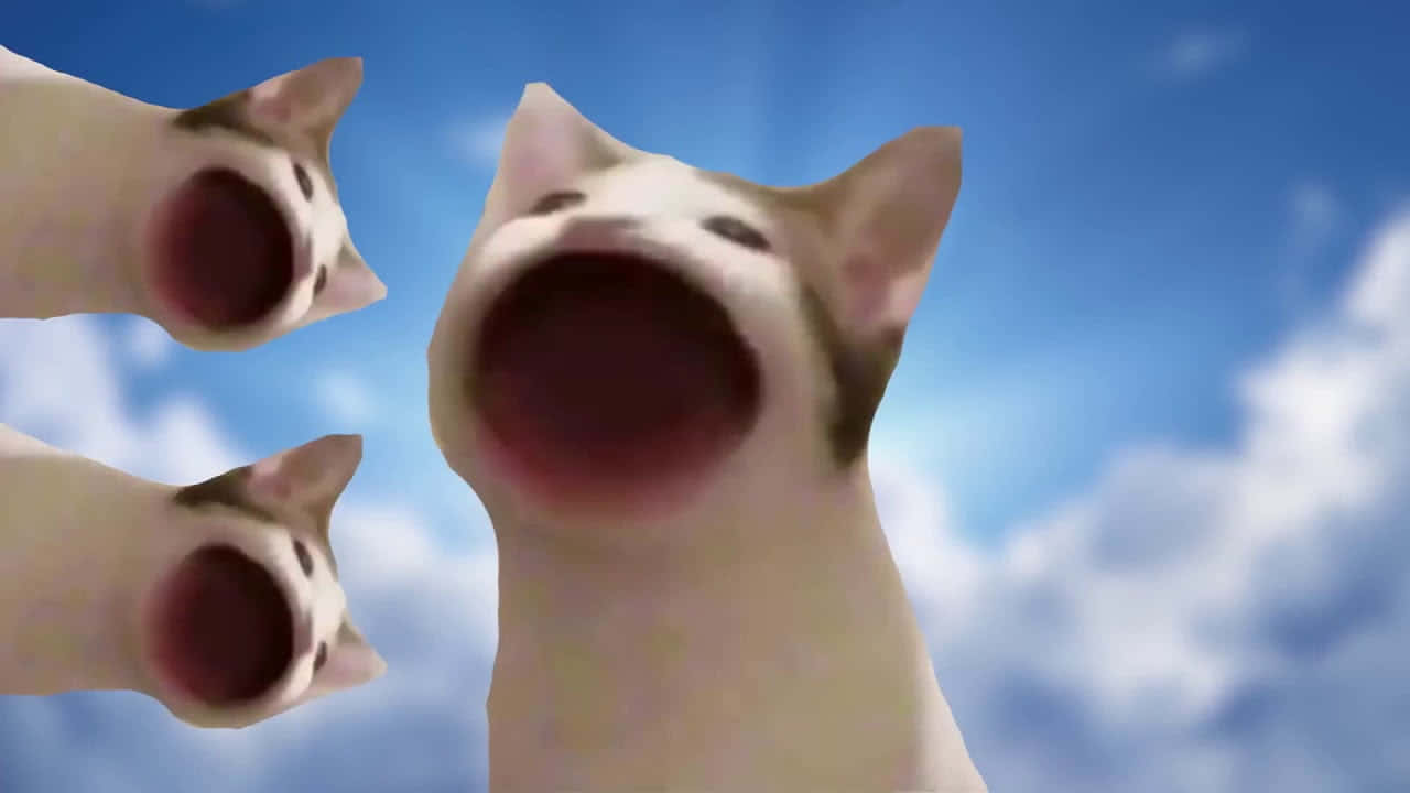 Download Cursed Pop Cat Meme Picture