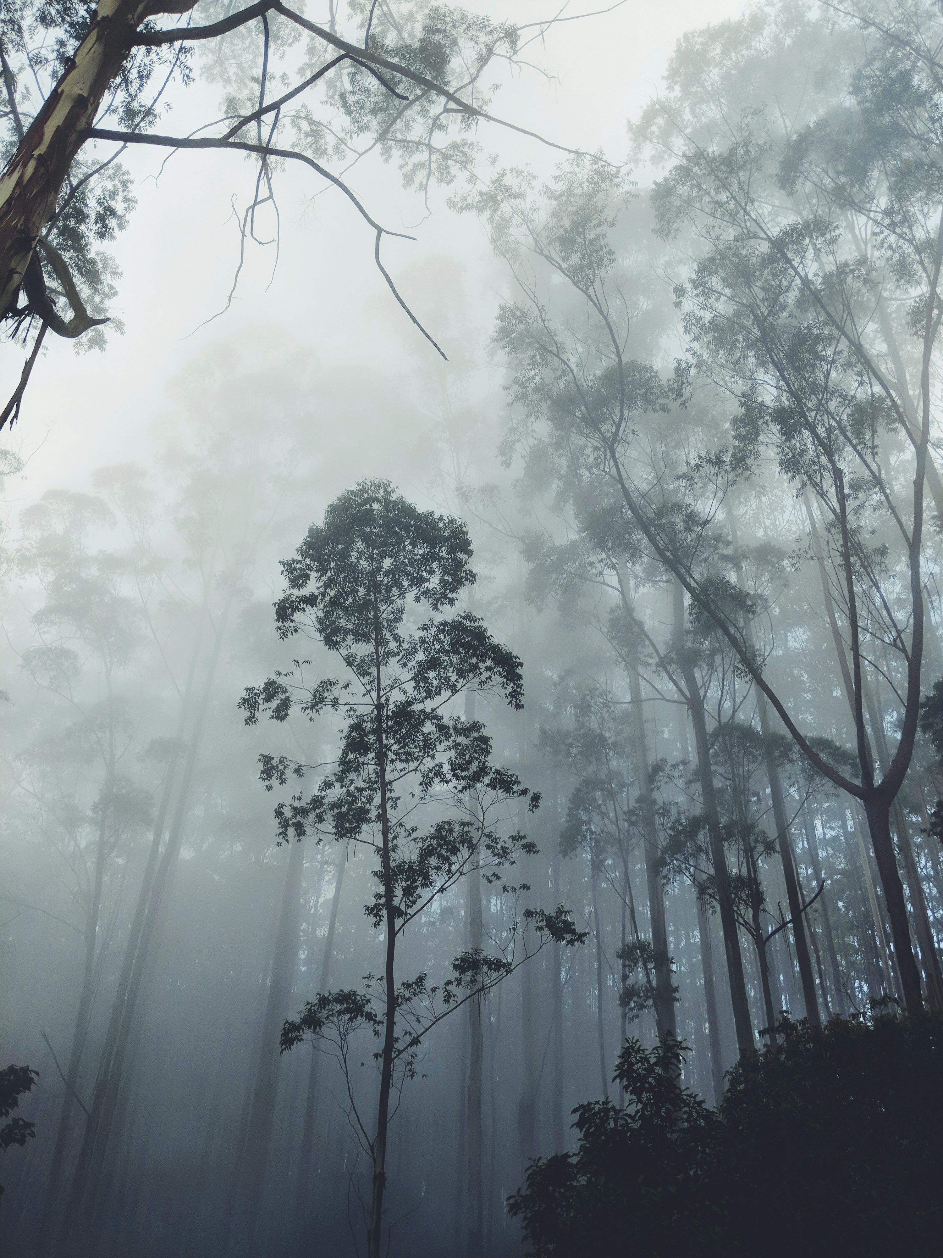 Foggy Forest Picture Stunning