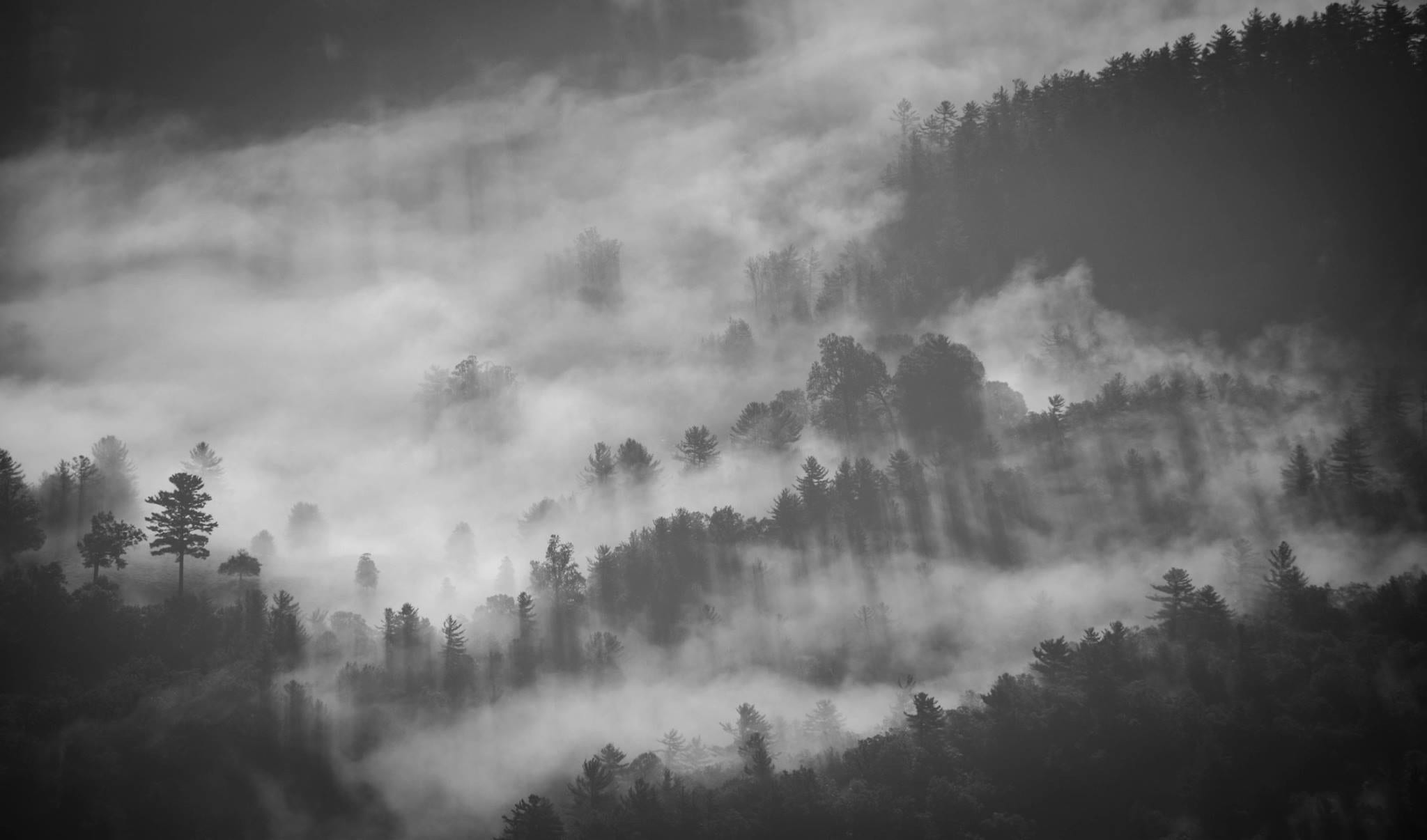 Landscape photography of foggy trees