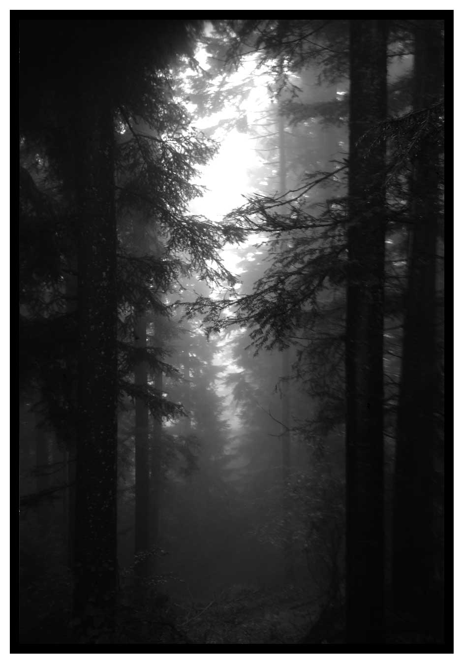 Foggy Forest Darkness motif