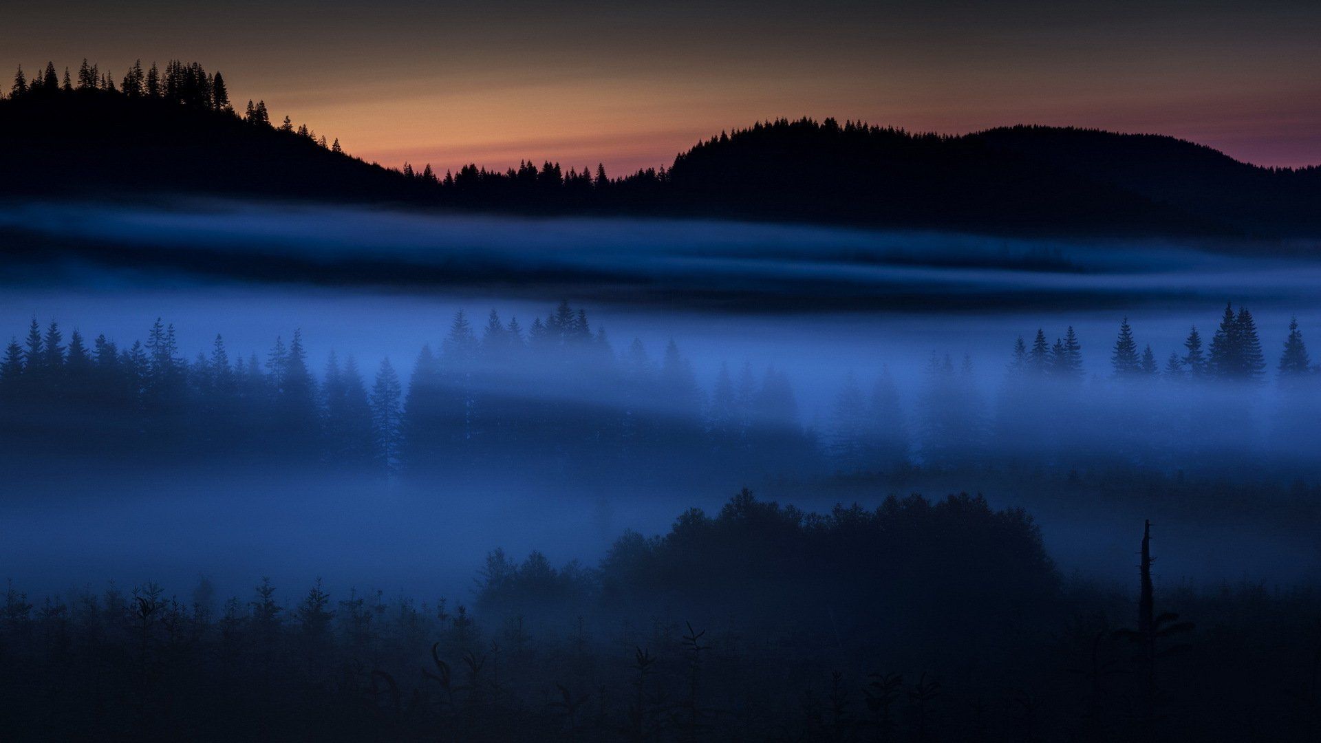 Dusk Forest Nature Fog HD Wallpaper