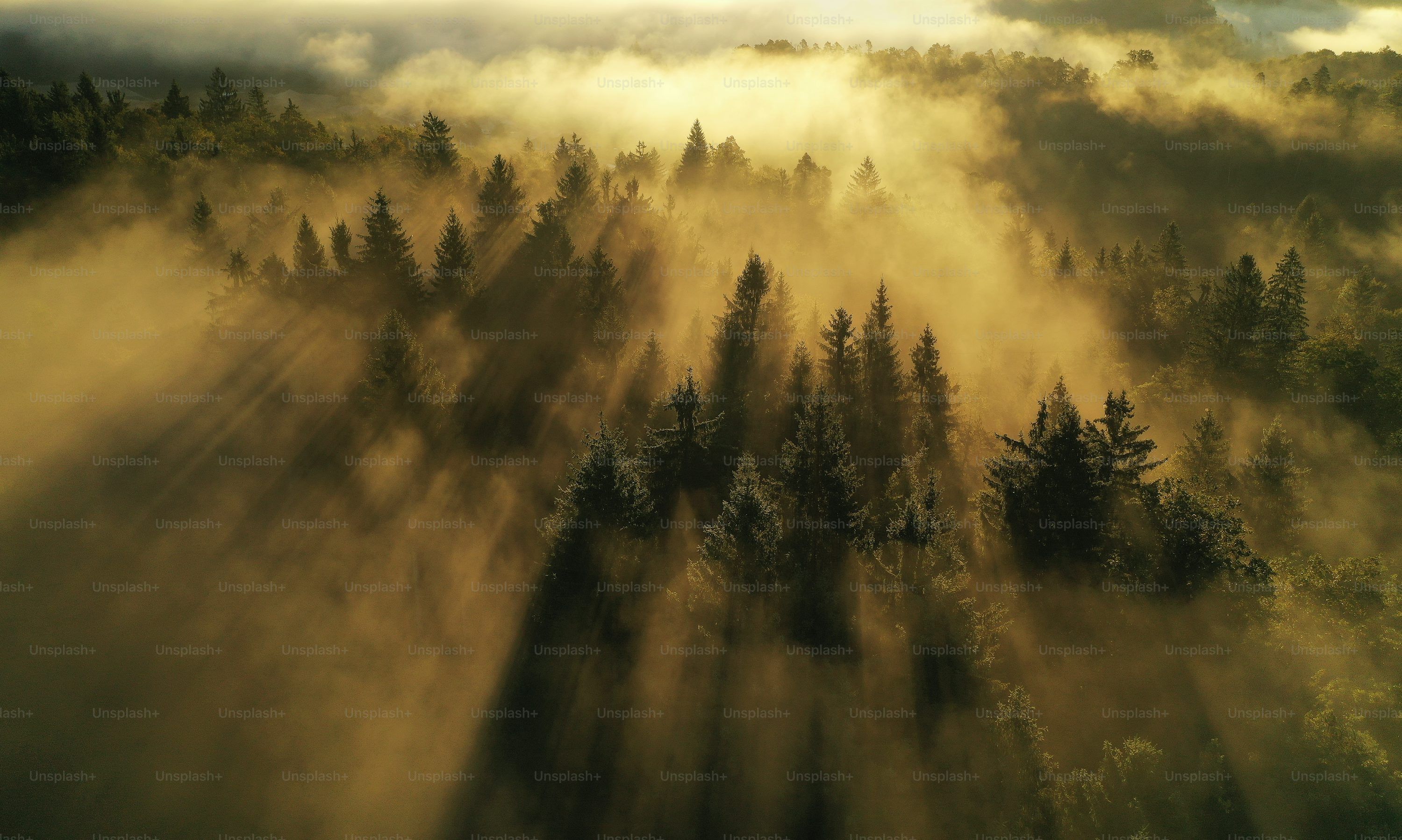 Foggy Forest Picture Stunning