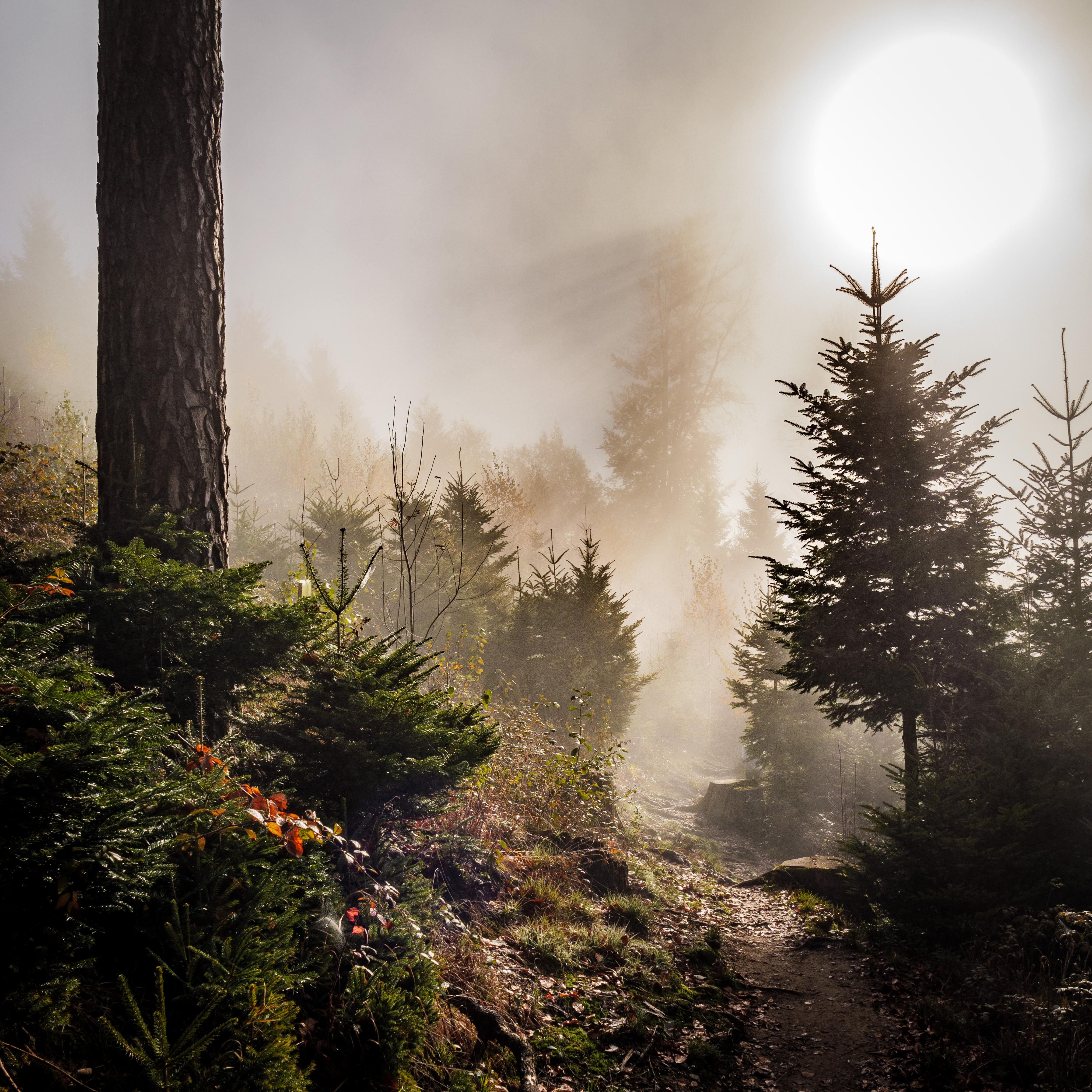 Foggy Forest at Mt. Bantiger