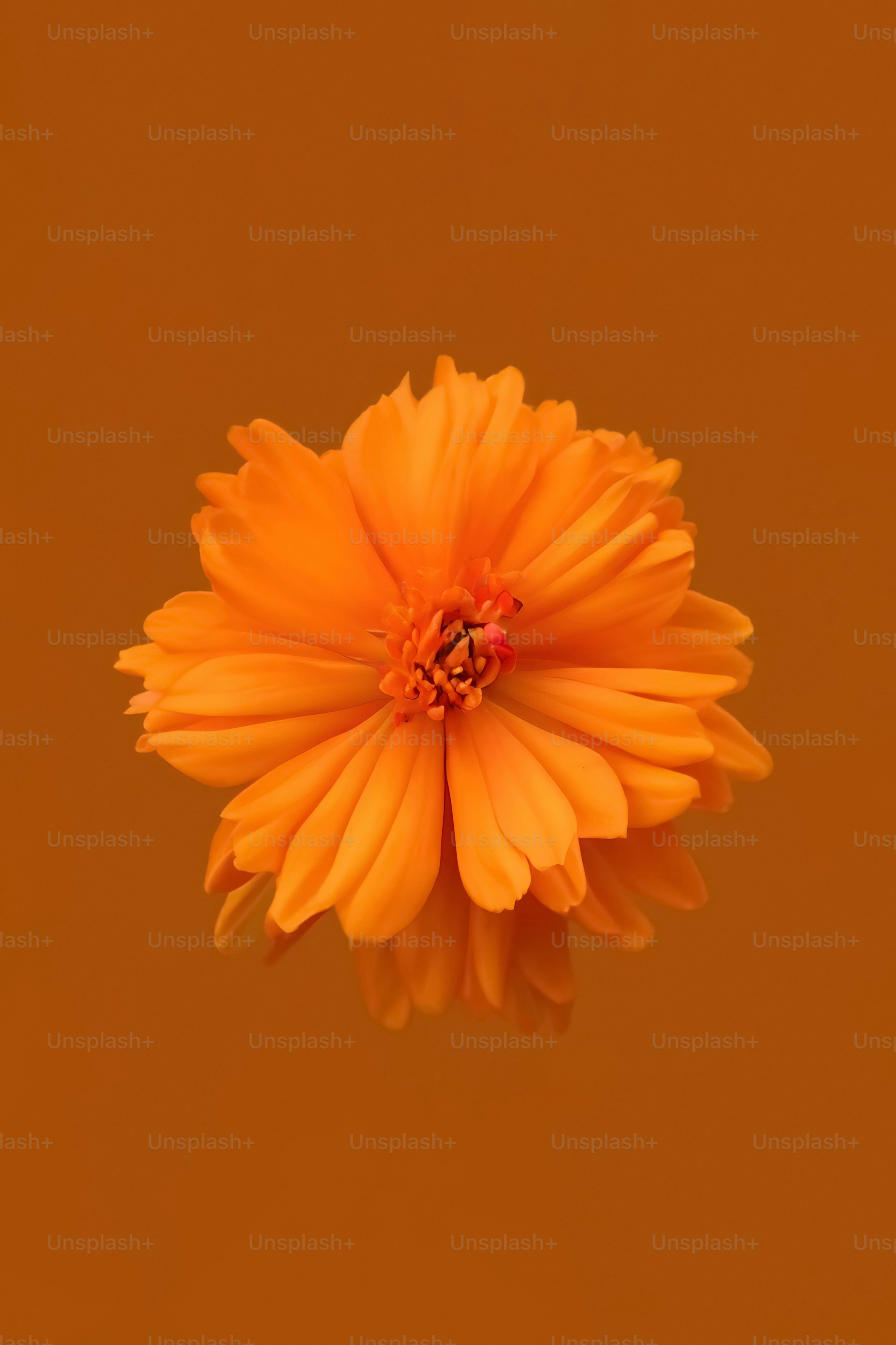 Orange Flower Picture. Download