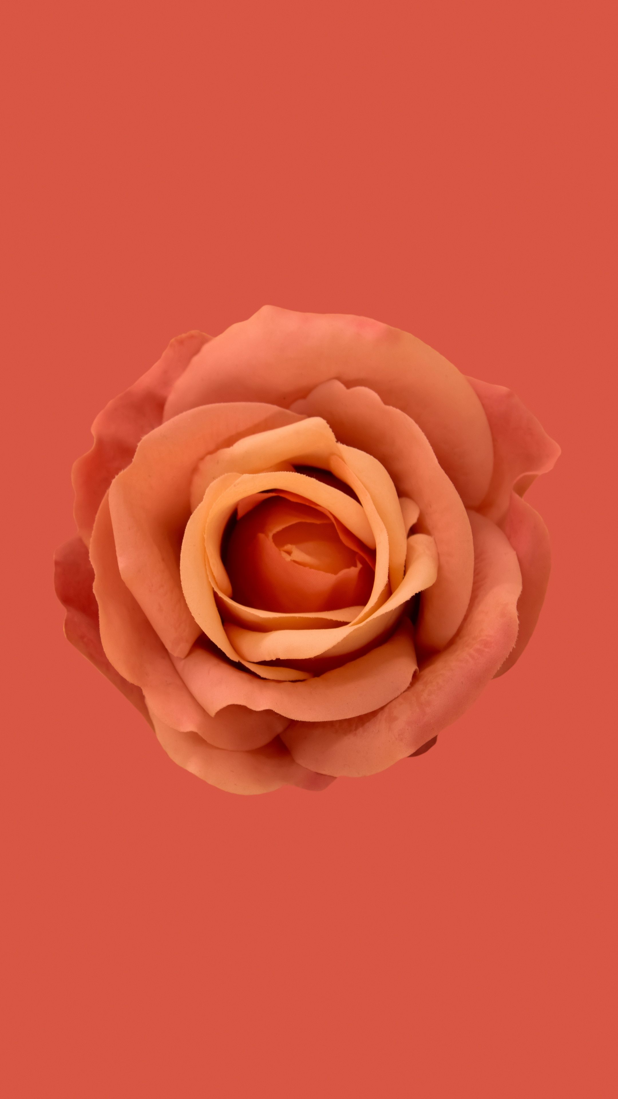 Orange flower Wallpaper 4K, Orange Rose