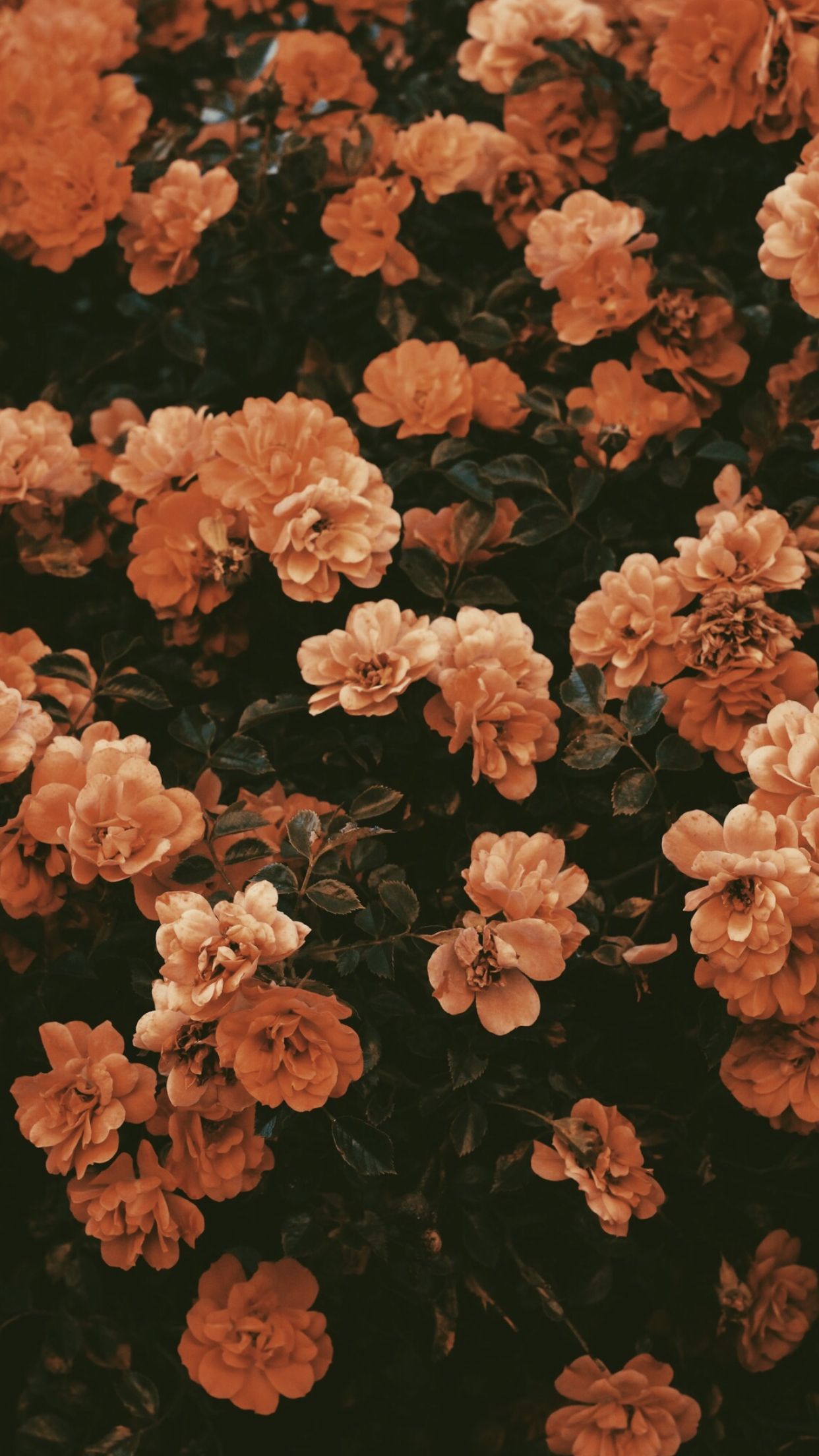 Vintage Aesthetic Autumn Wallpaper