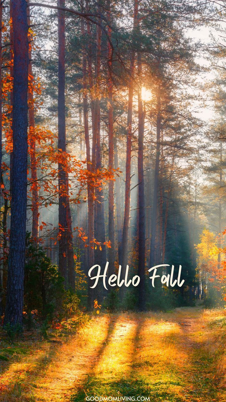 Cozy Fall Wallpaper Phone Background