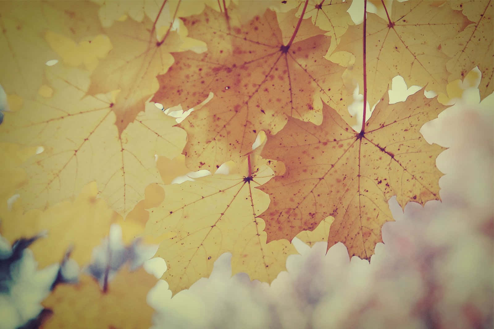 Vintage Fall Wallpaper