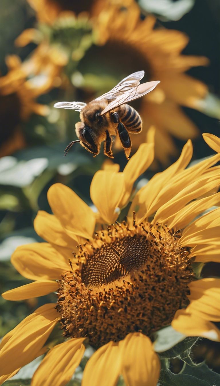 honey bee pollinating