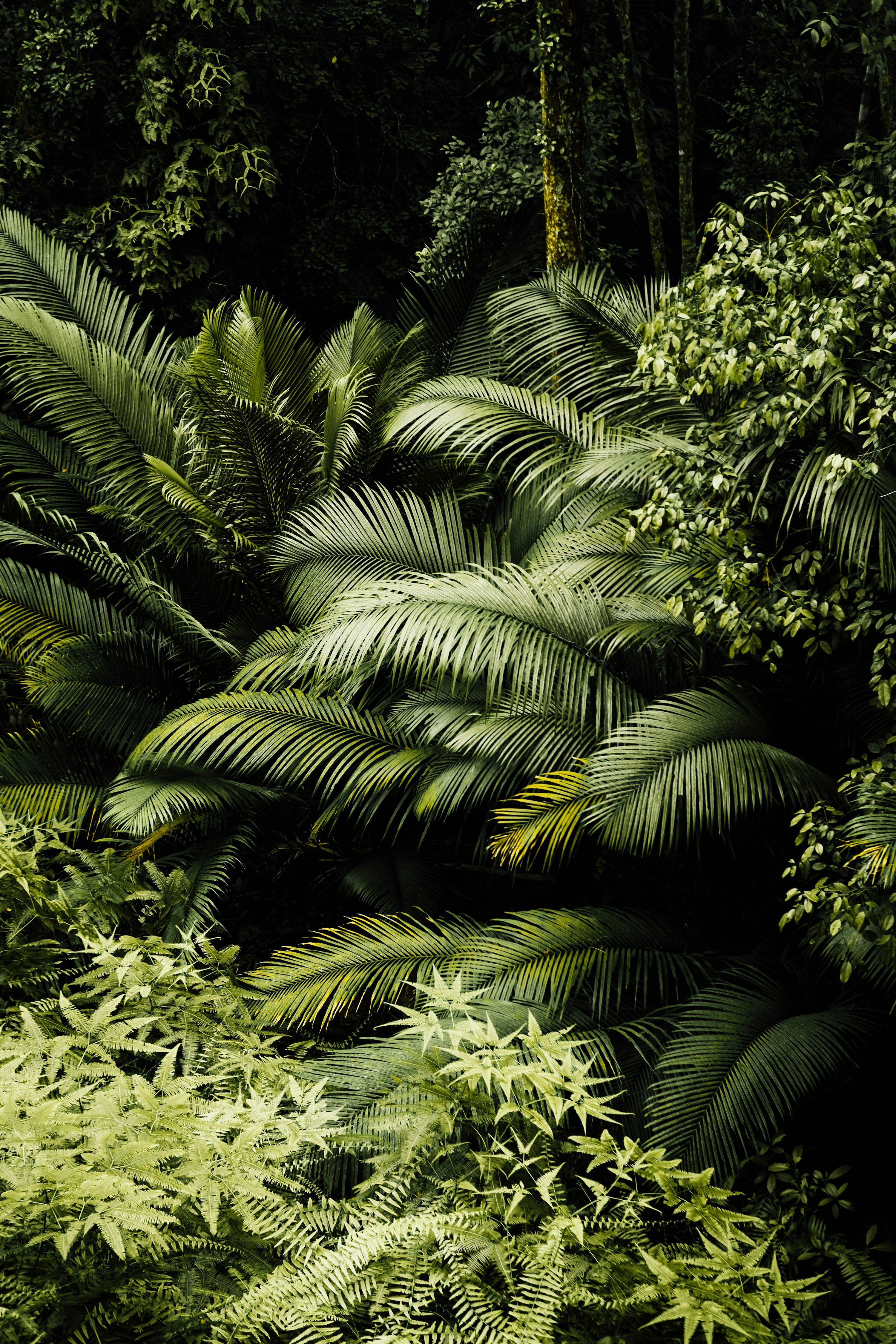 Green Aesthetic Picture. Download Free Image
