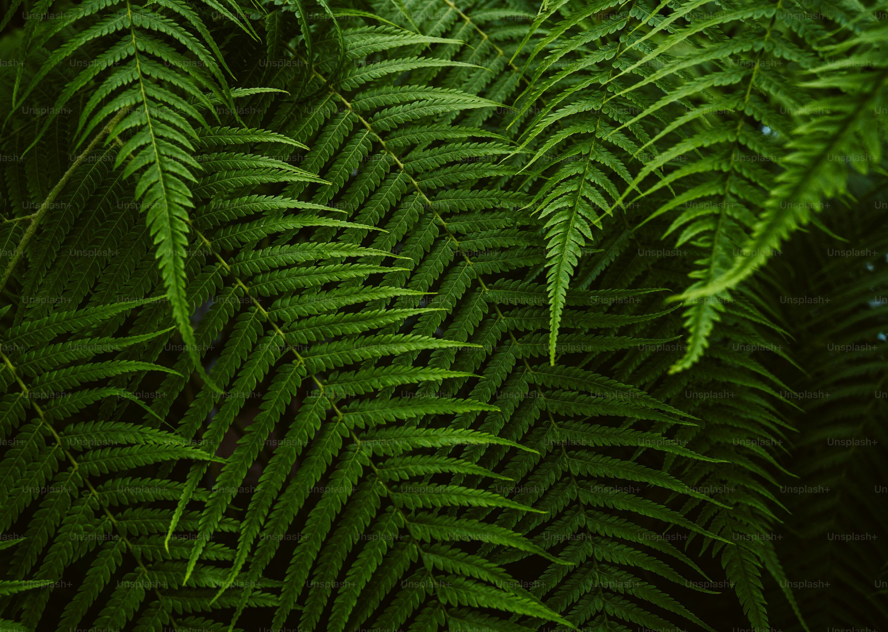 Green Aesthetic Picture. Download Free Image