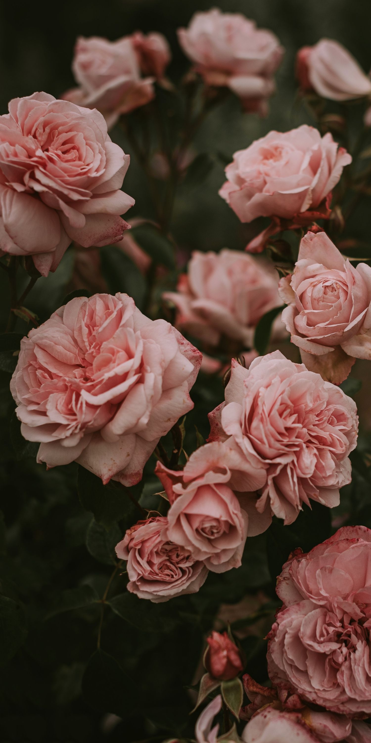 Pink Rose Aesthetic Wallpaper