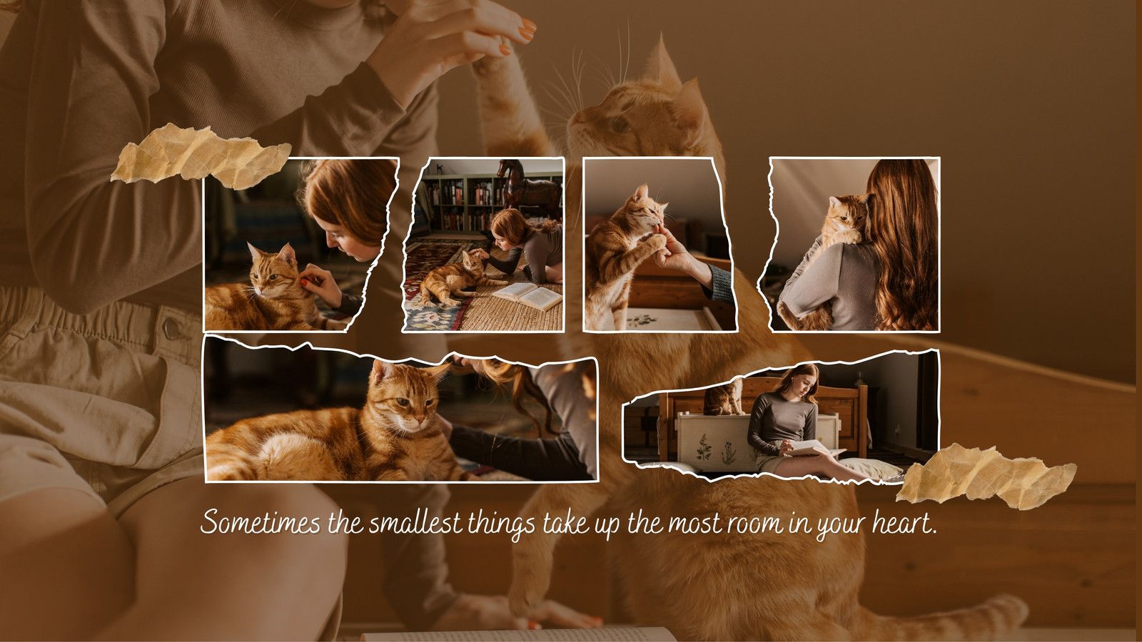 Cat Desktop Wallpaper Online