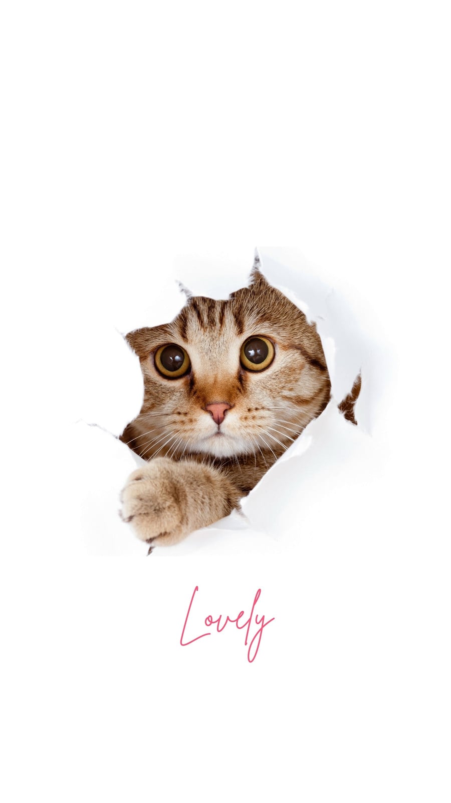 cat phone wallpaper