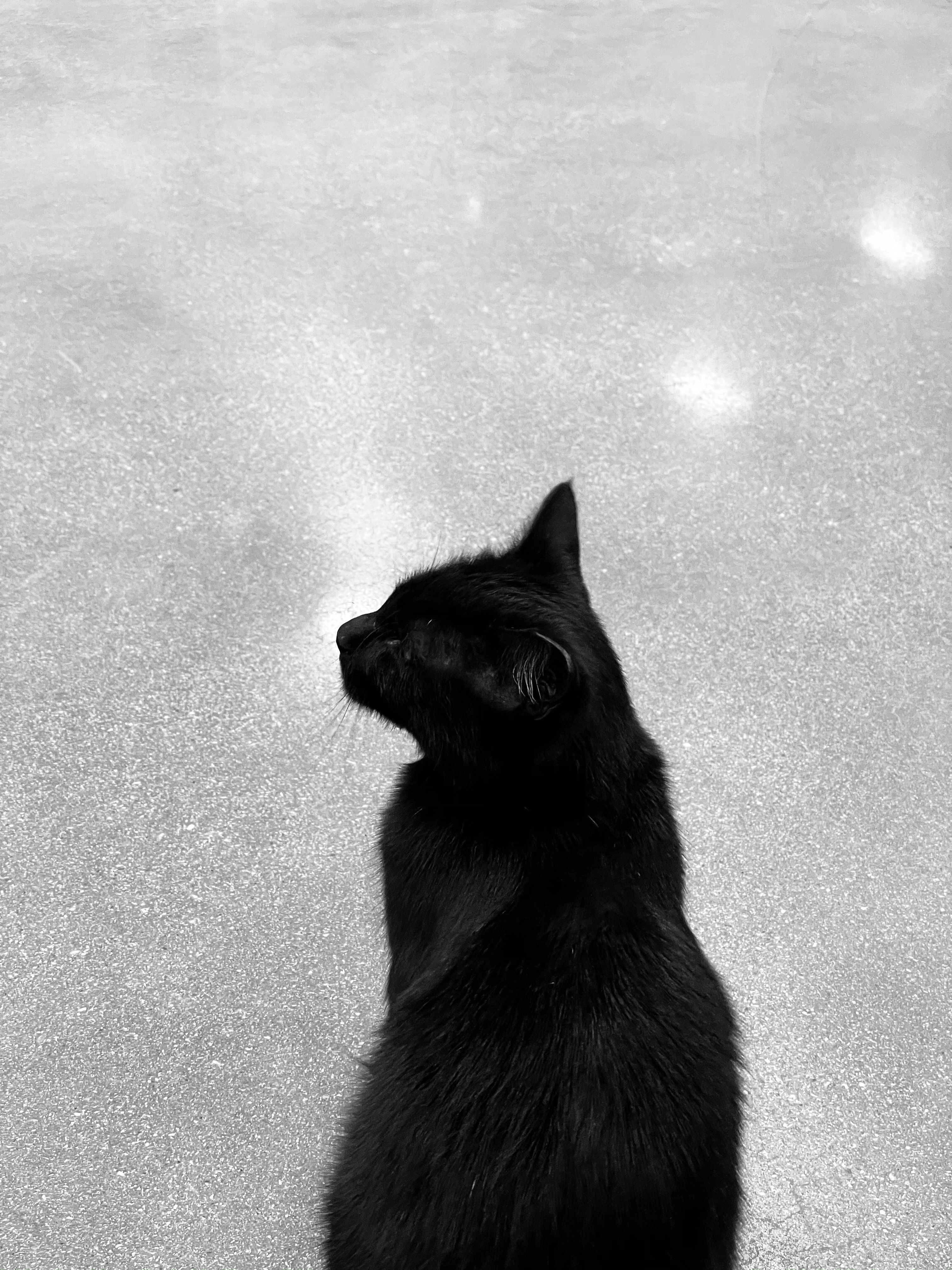 Best Black Cat Photo · 100% Free Downloads