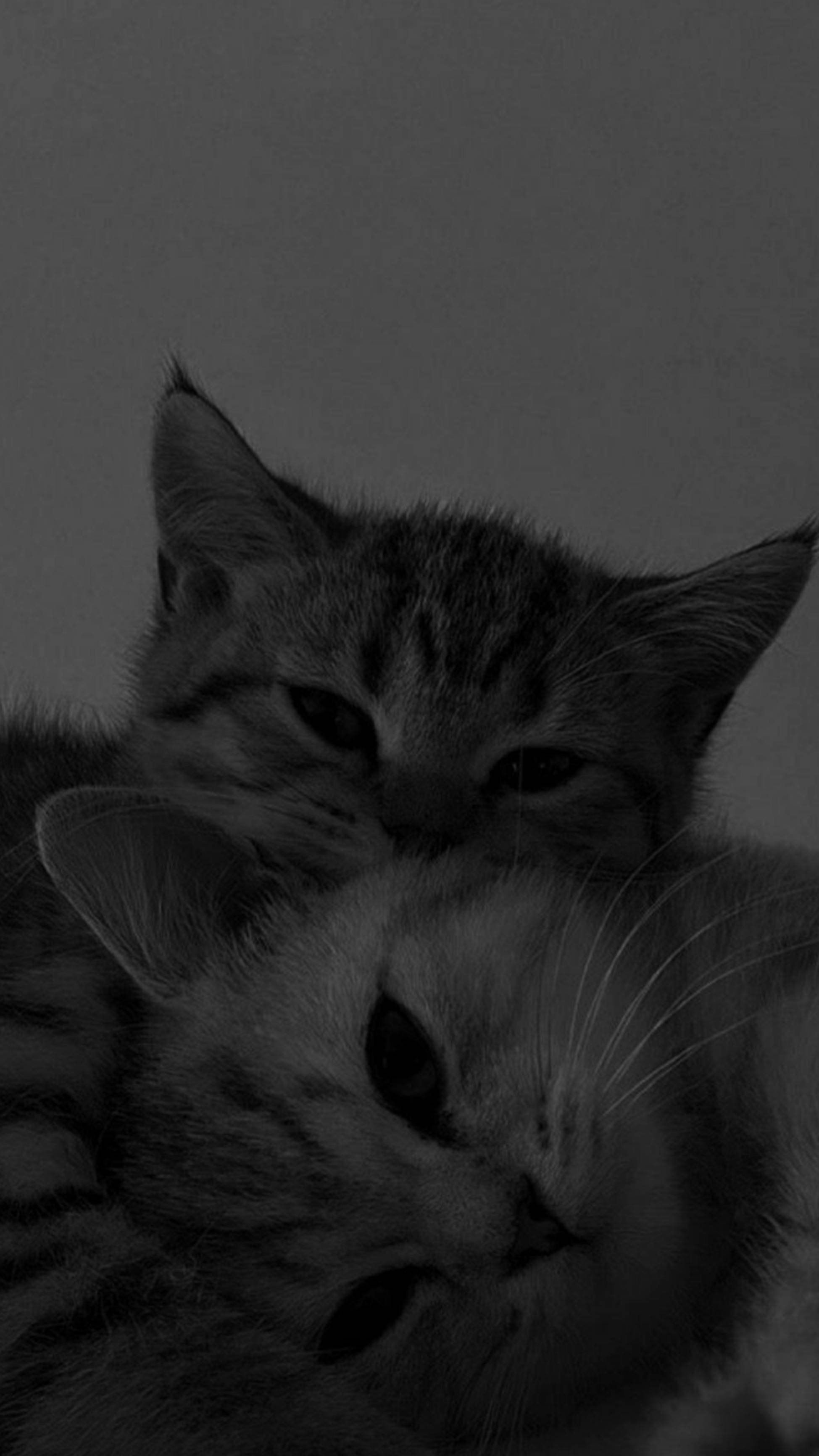 Download Cute Cat Aesthetic Cuddling Together Wallpaper