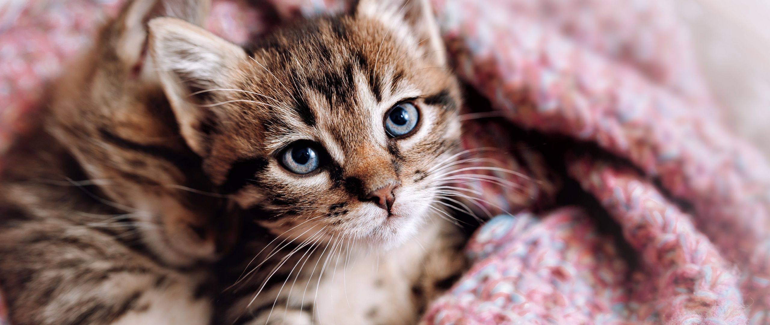Cute Kitten Wallpaper 4K, Aesthetic, Cozy, 5K