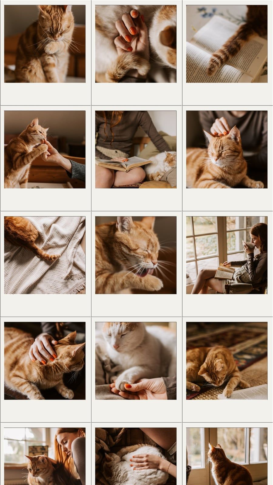 cat phone wallpaper