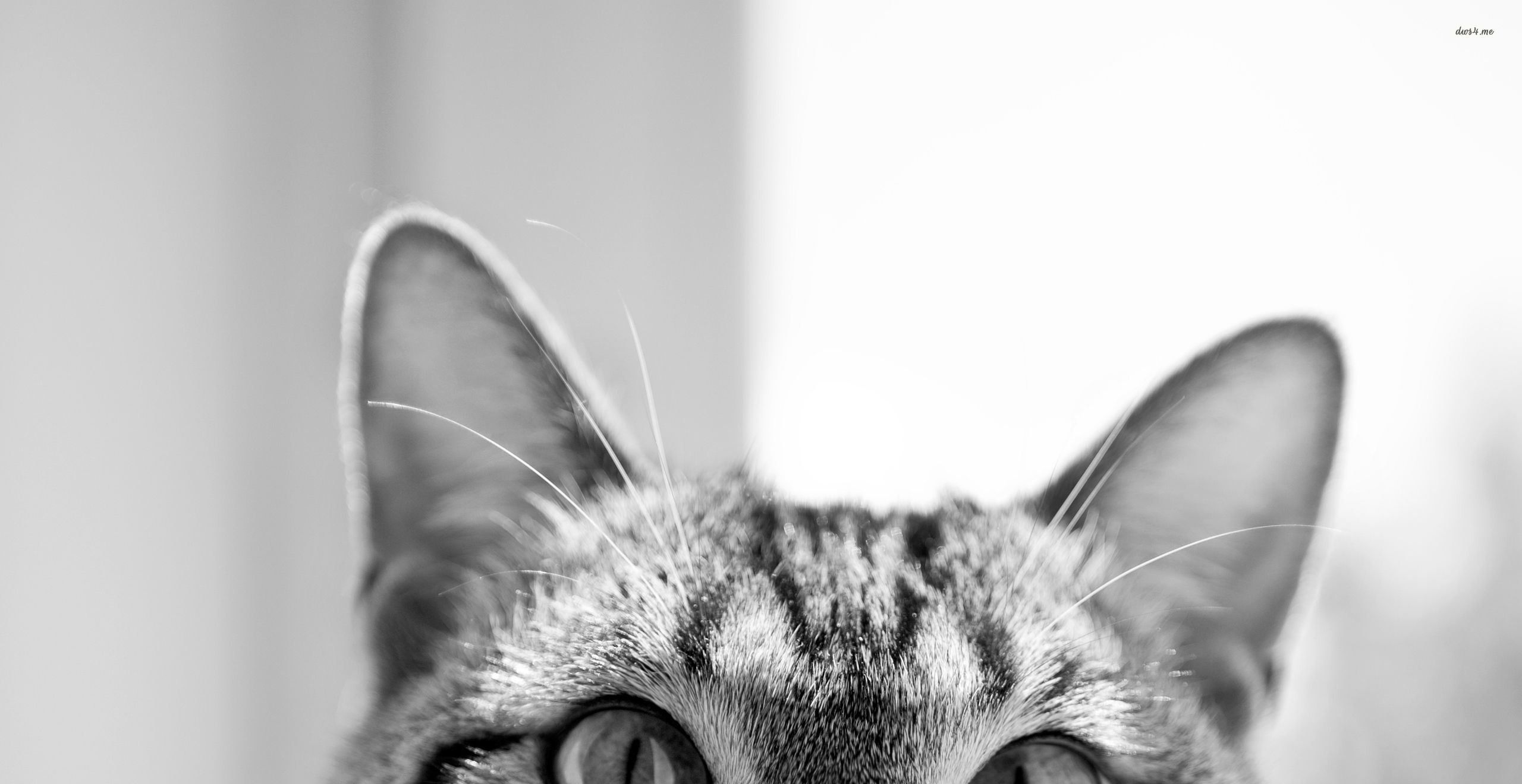 Desktop Aesthetic Cat Wallpaper