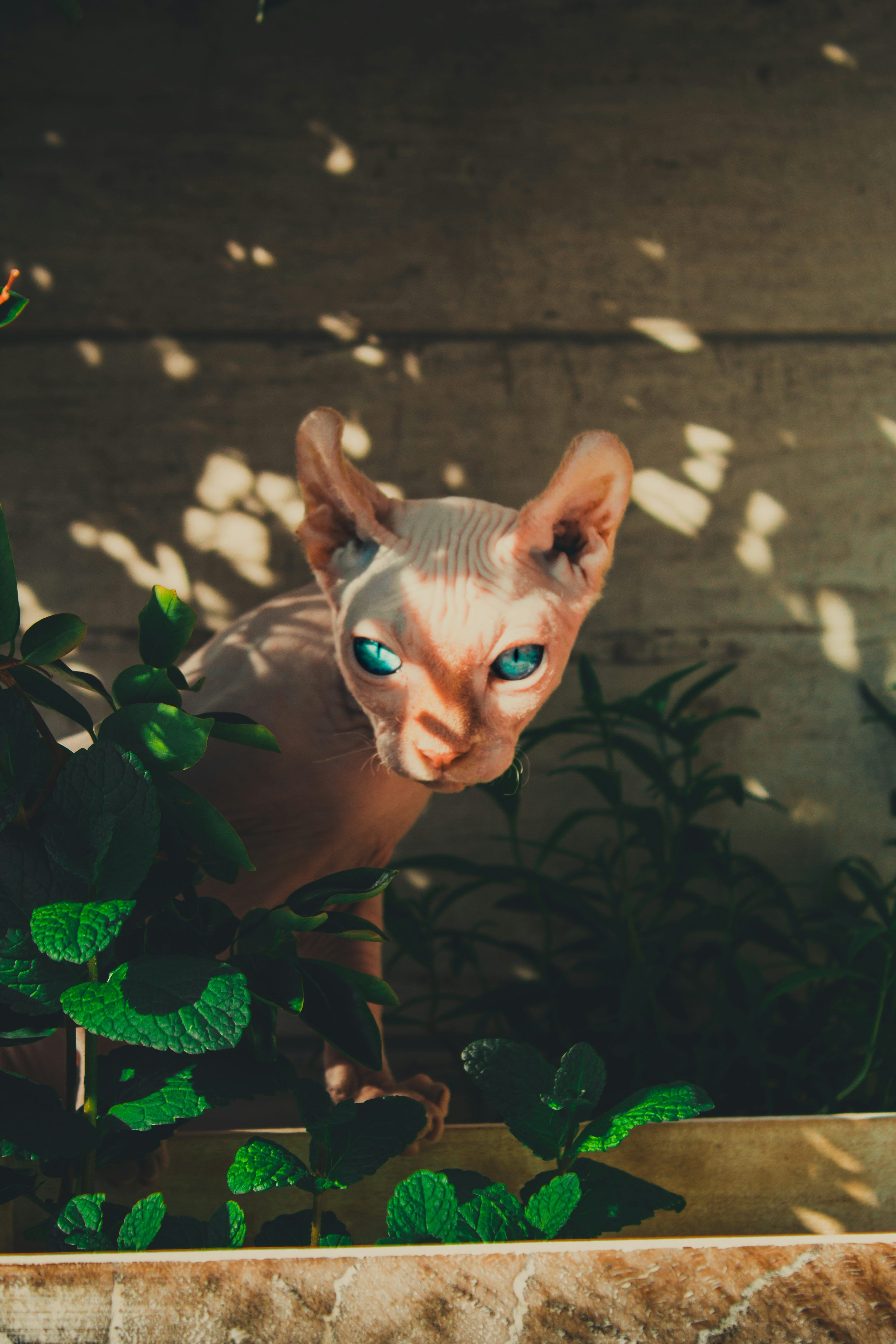 Aesthetic Cat Picture. Download Free Image
